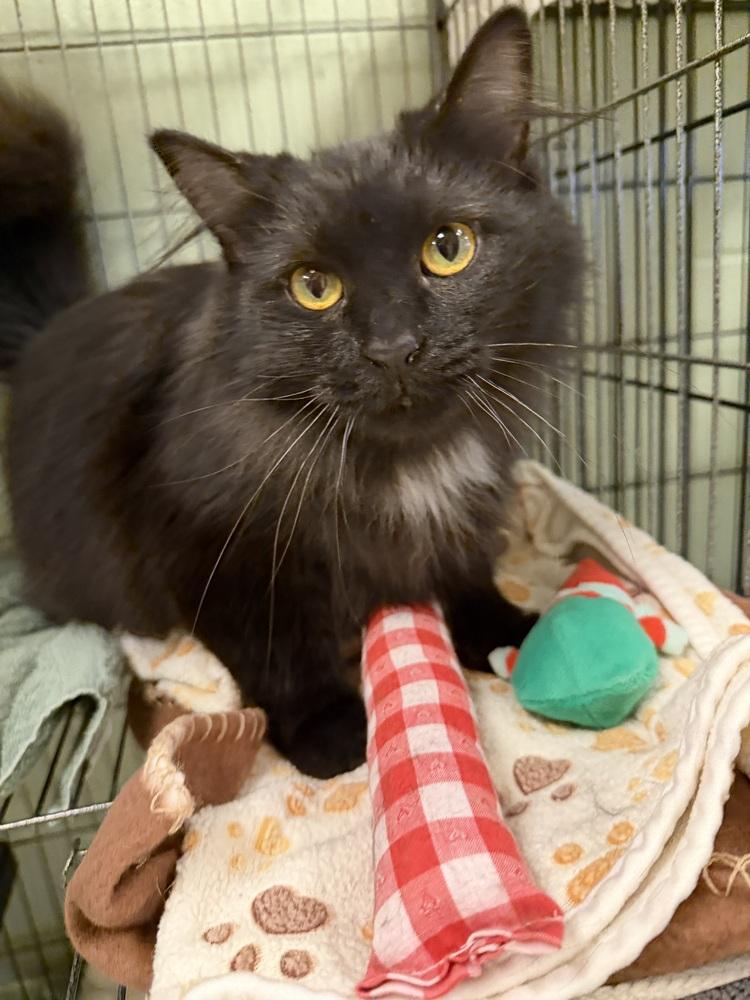 Sophia, Adoptable, Adult Female Domestic Long Hair.