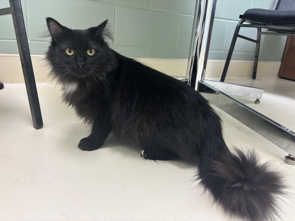 Enlarge Sophia, a Adoptable mixed breed in Kalamazoo, MI image 2/3