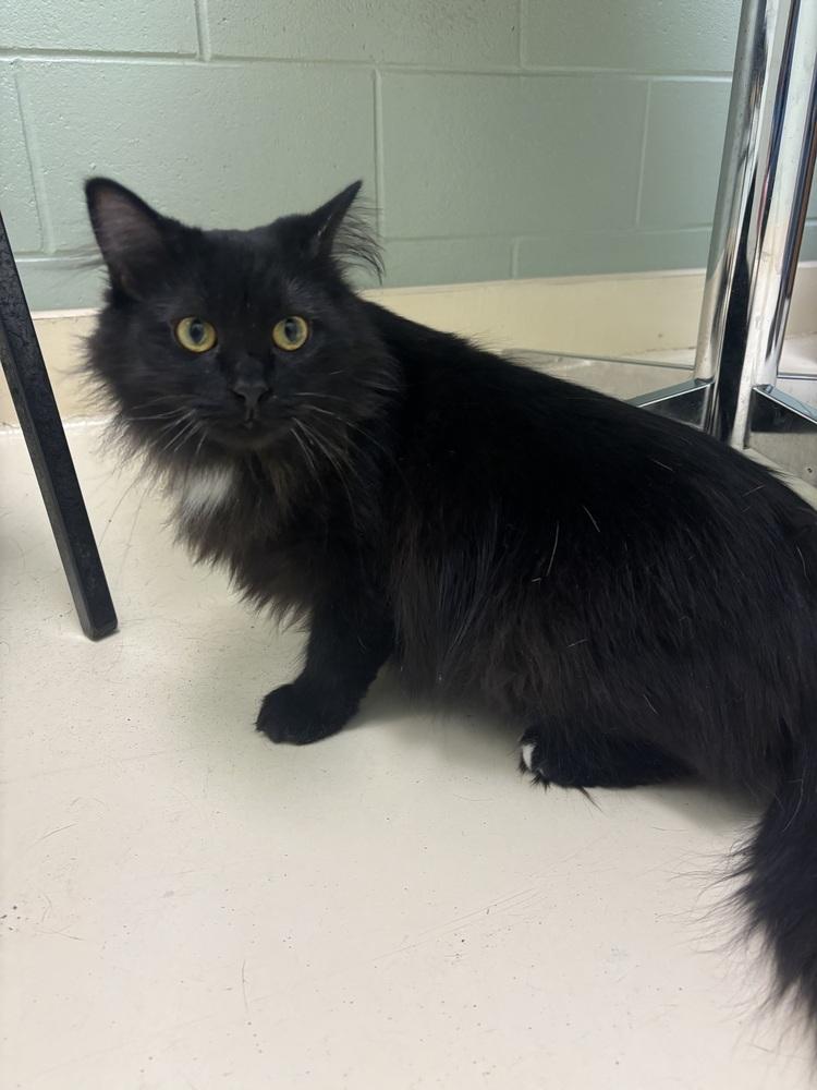 Enlarge Sophia, a Adoptable mixed breed in Kalamazoo, MI image 3/3