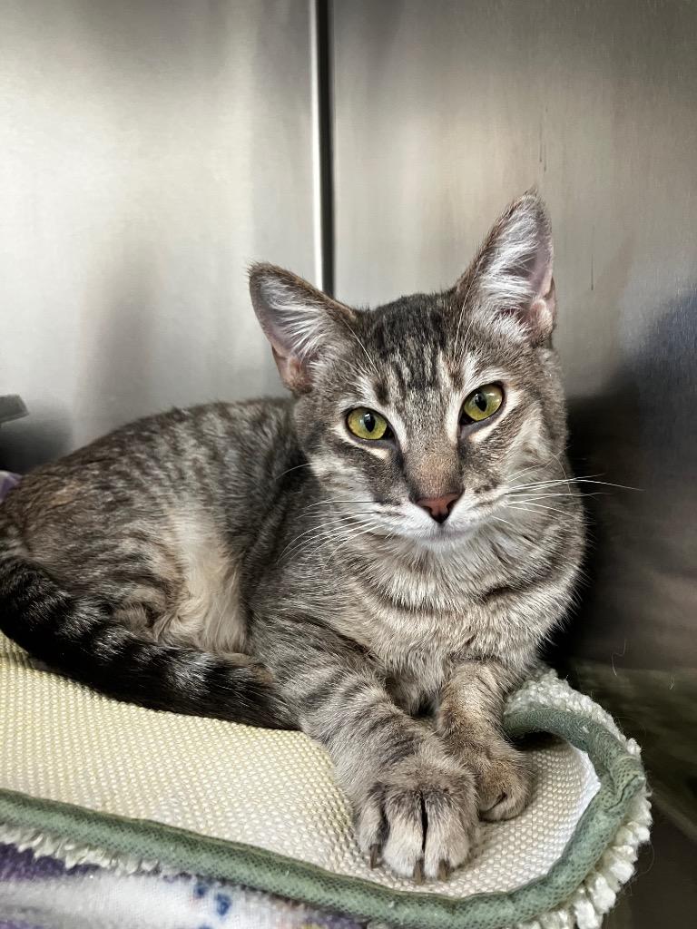 Poutin, Adoptable, Young Female Domestic Short Hair.