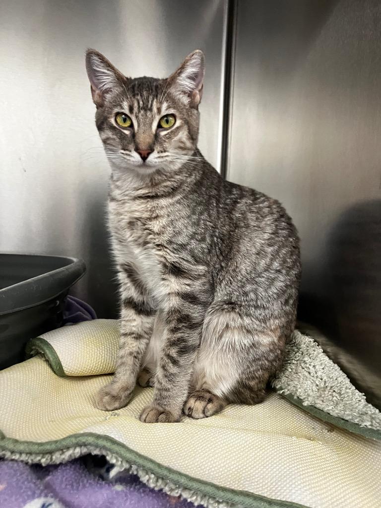 Enlarge Poutin, a Adoptable mixed breed in Peoria, AZ image 2/2