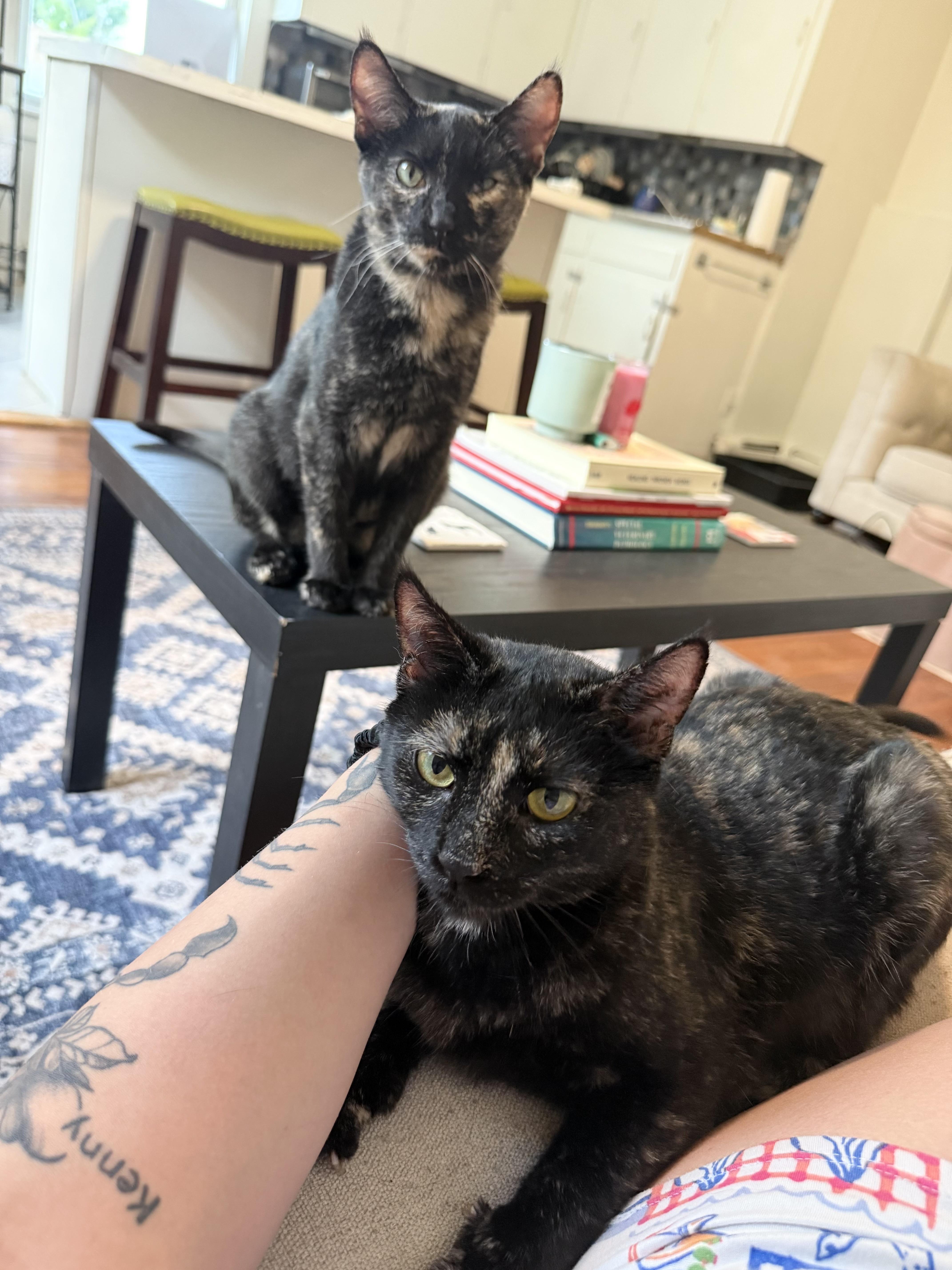 Crabtree & Evelyn, a Adoptable Tortoiseshell in Kennebunk , ME image 2/5