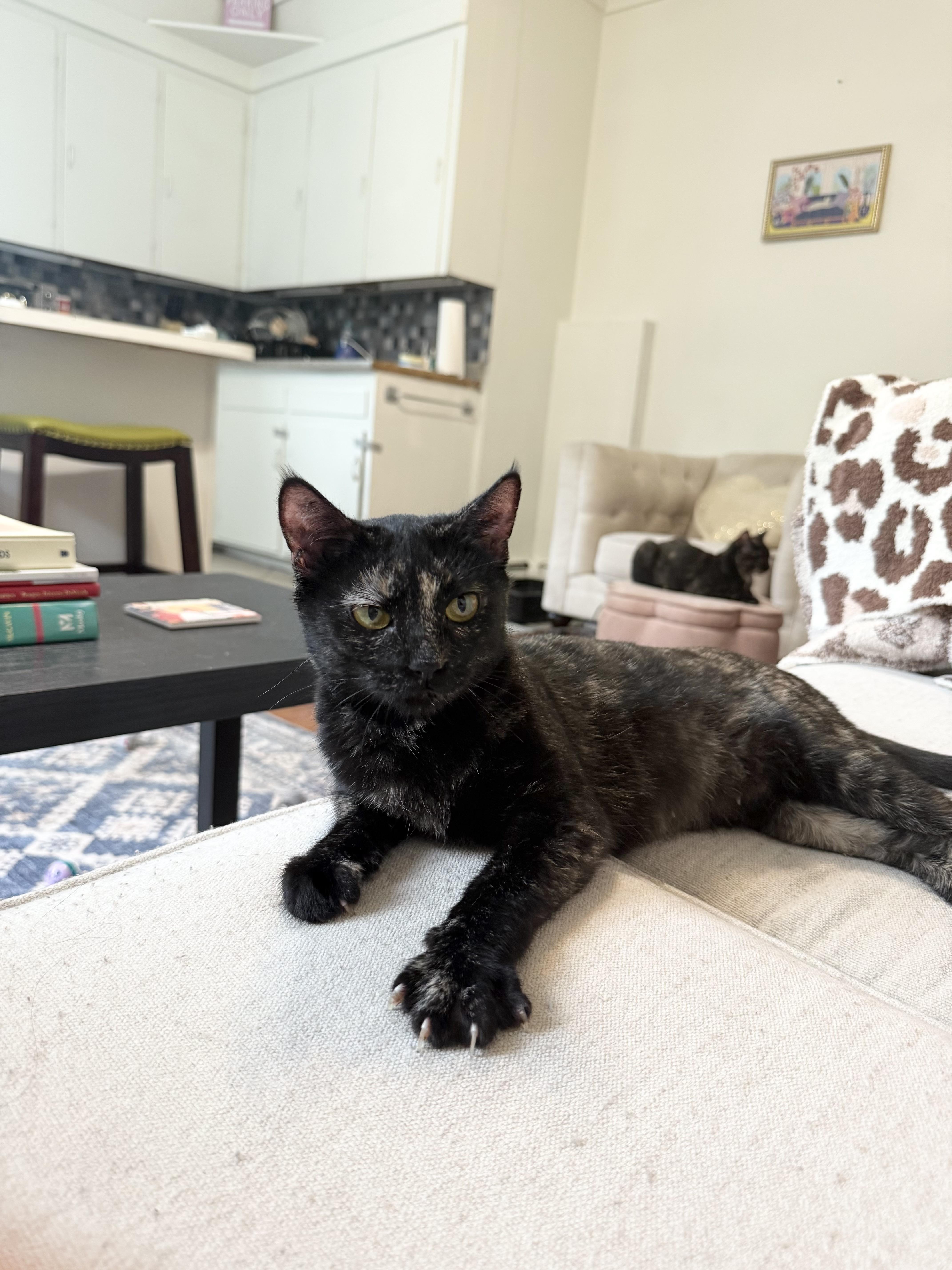 Crabtree & Evelyn, a Adoptable Tortoiseshell in Kennebunk , ME image 3/5