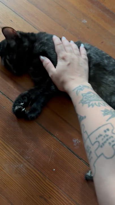 Enlarge Crabtree & Evelyn, a Adoptable Tortoiseshell in Kennebunk , ME video 4/5