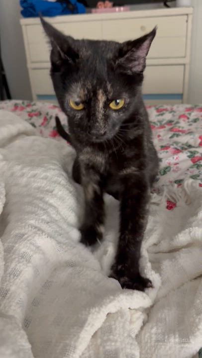 Enlarge Crabtree & Evelyn, a Adoptable Tortoiseshell in Kennebunk , ME video 5/5