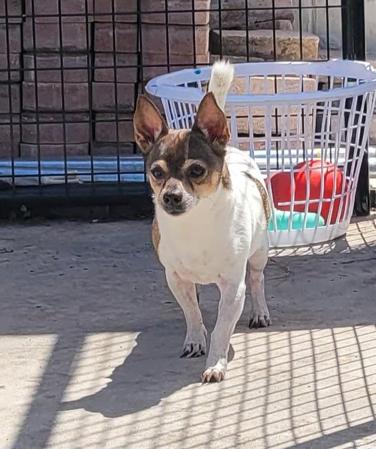 Buddy-LIttle Senior, a Adopted Chihuahua in Fort Myers, FL image 2/5