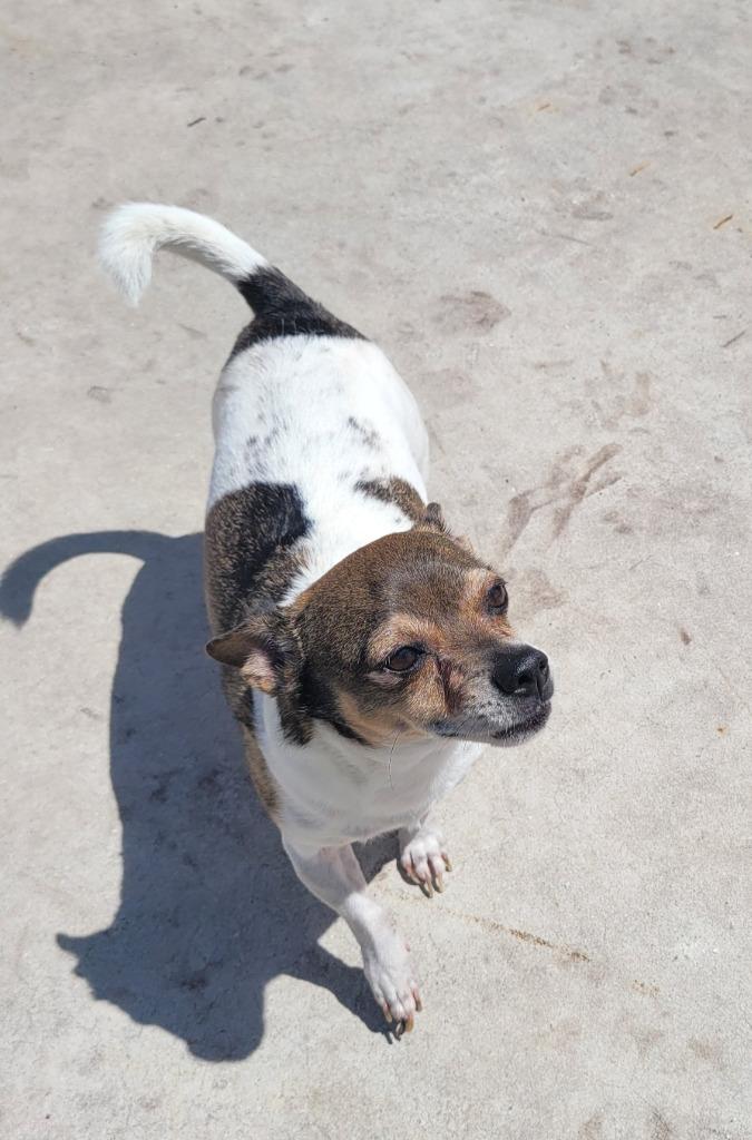 Buddy-LIttle Senior, a Adopted Chihuahua in Fort Myers, FL image 3/5