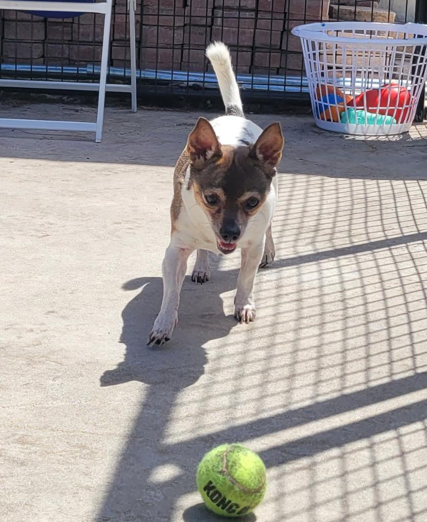Buddy-LIttle Senior, a Adopted Chihuahua in Fort Myers, FL image 4/5