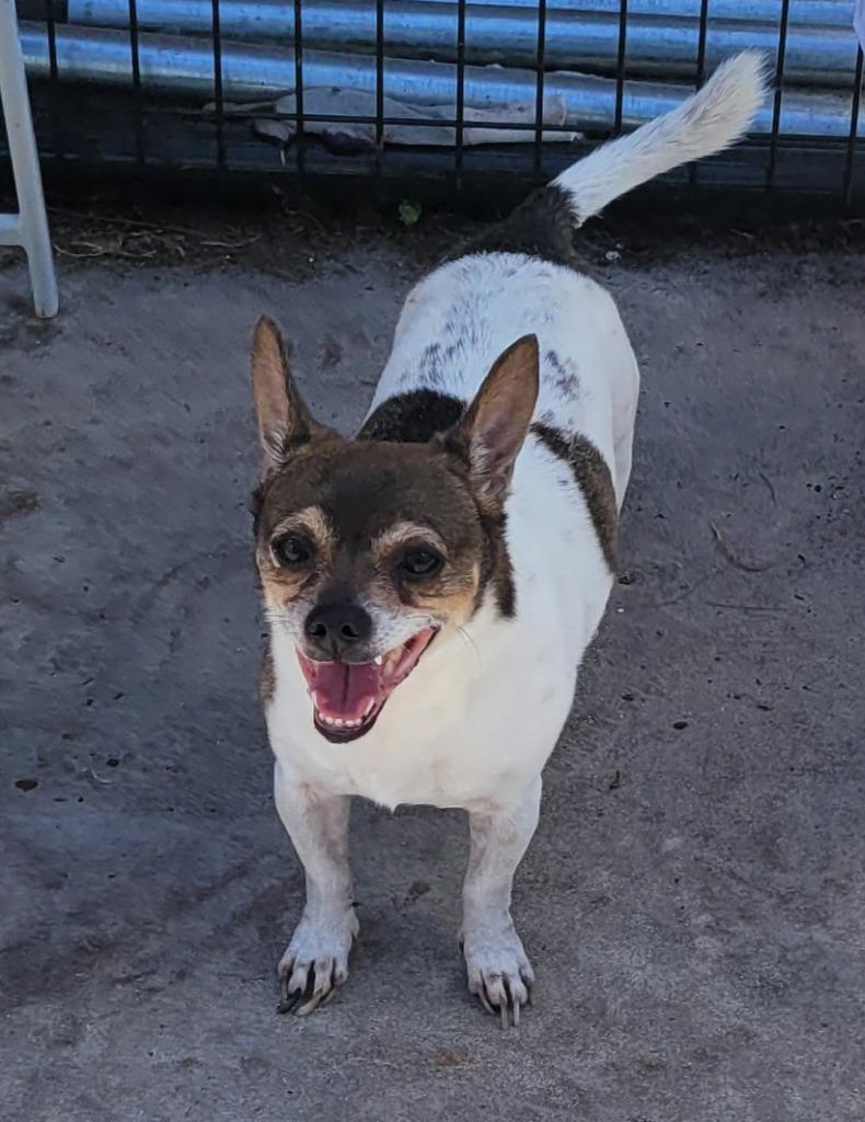 Buddy-LIttle Senior, a Adopted Chihuahua in Fort Myers, FL image 5/5