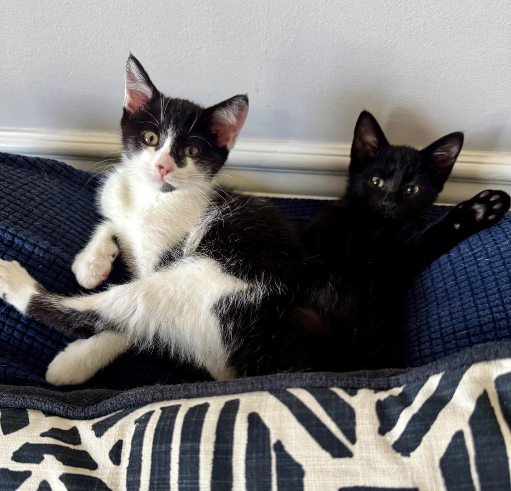 Enlarge Dipper, a Adoptable mixed breed in Hampton, VA image 4/5