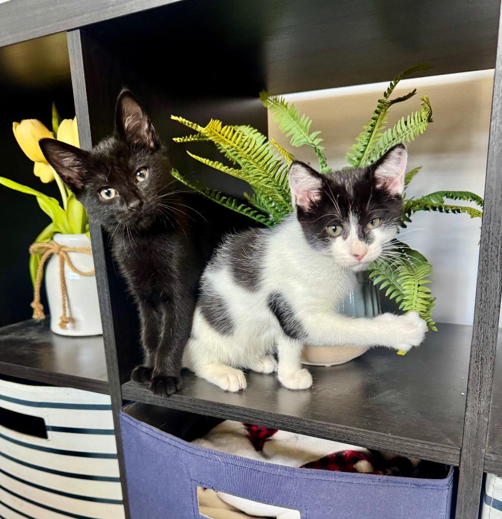 Enlarge Dipper, a Adoptable mixed breed in Hampton, VA image 5/5