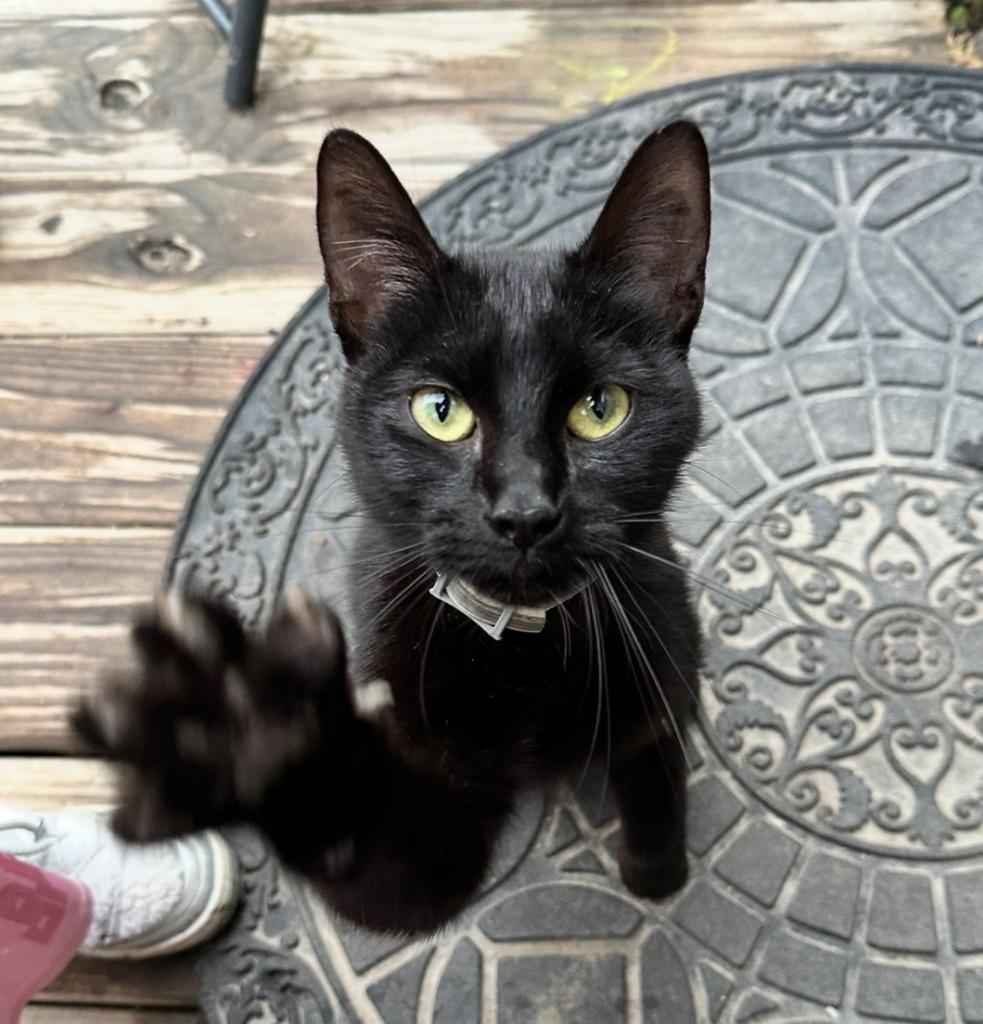 Claudia, Adoptable, Young Female Domestic Short Hair.