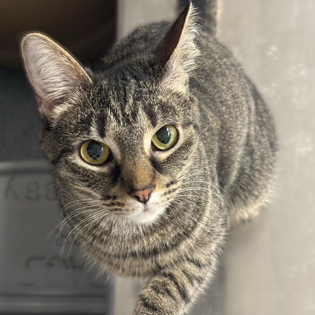 Selena, a Adoptable Domestic Short Hair in Hopewell, VA image 1/2