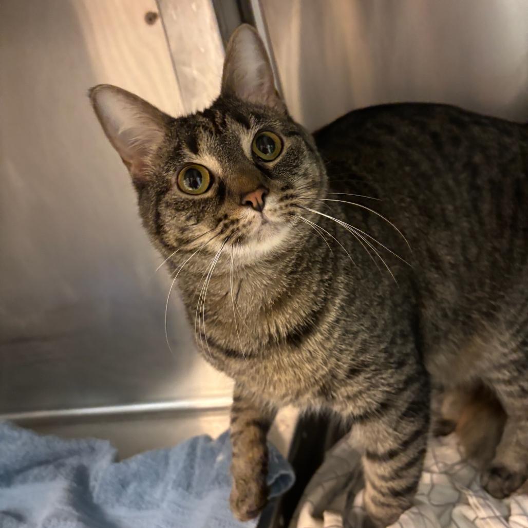 Selena, a Adoptable Domestic Short Hair in Hopewell, VA image 2/2
