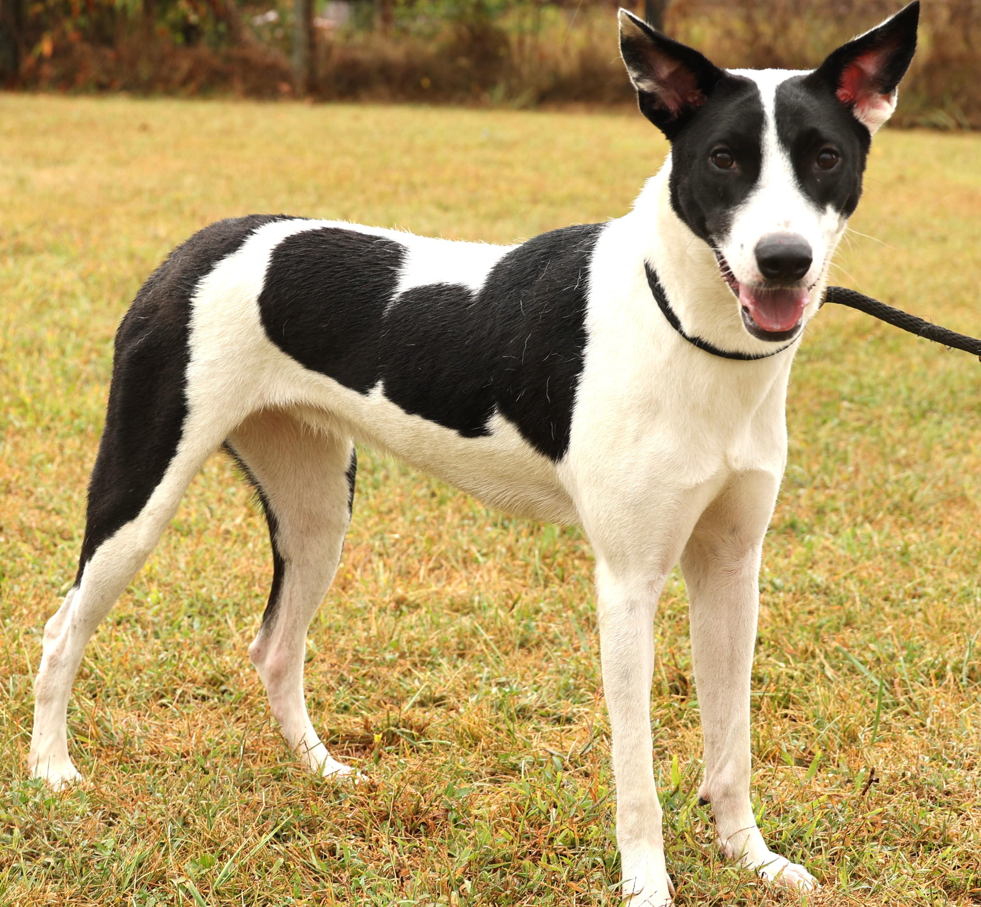 Precious-Available! www.lhar.dog to apply!, Adoptable, Young Female Hound & Saluki.