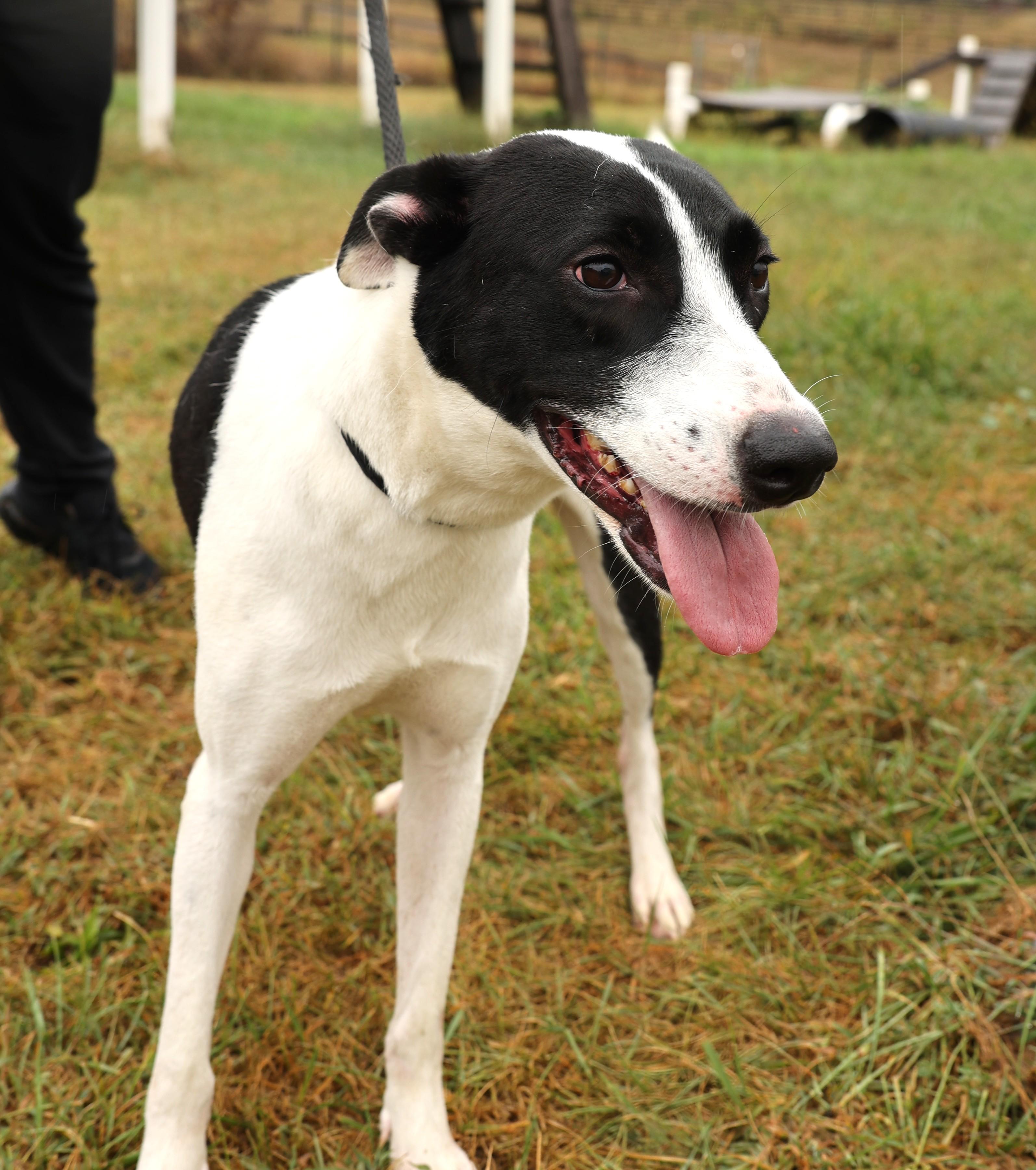 Precious-Available! www.lhar.dog to apply!, an adoptable Hound, Saluki in Frederick, MD, 21703 | Photo Image 6