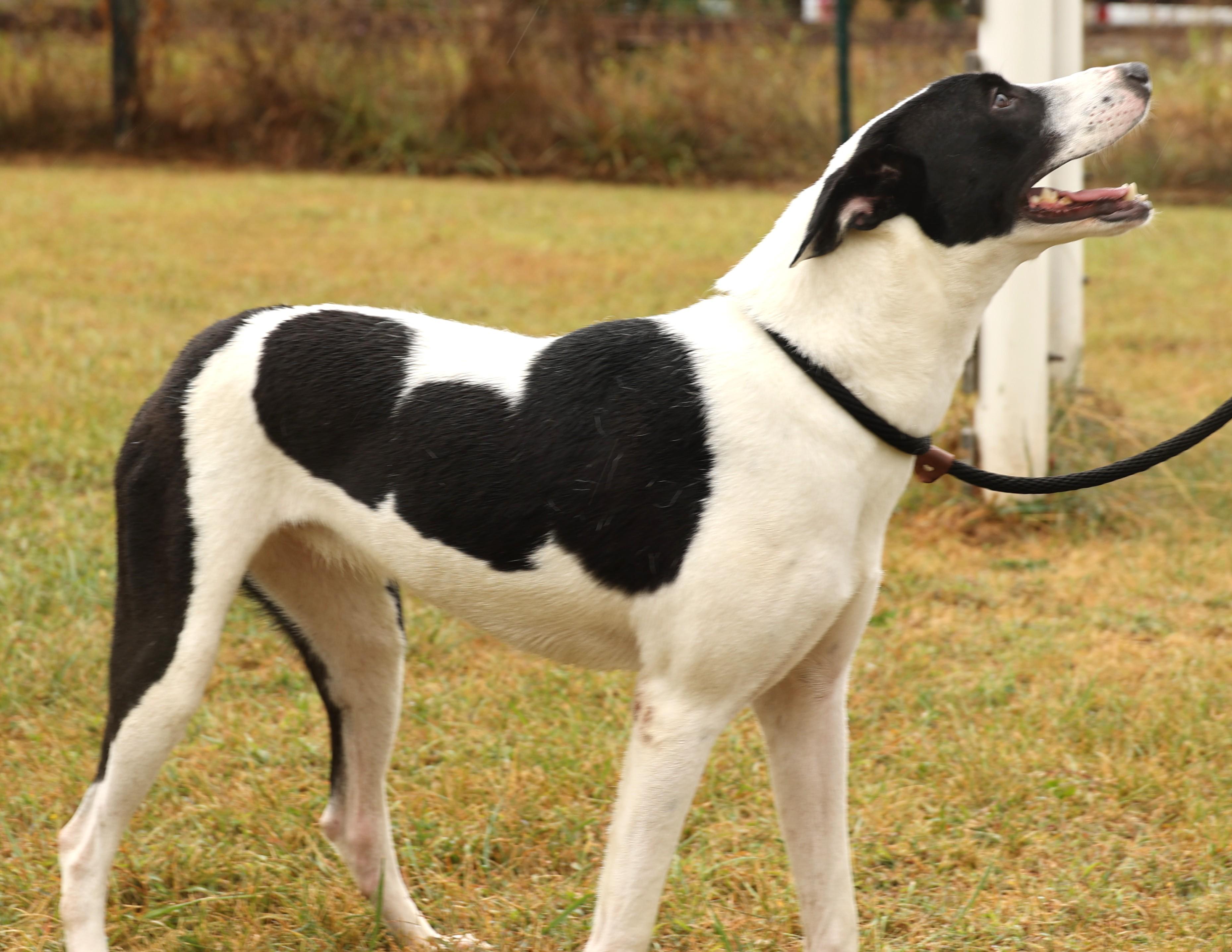 Precious-Available! www.lhar.dog to apply!, an adoptable Hound, Saluki in Frederick, MD, 21703 | Photo Image 4