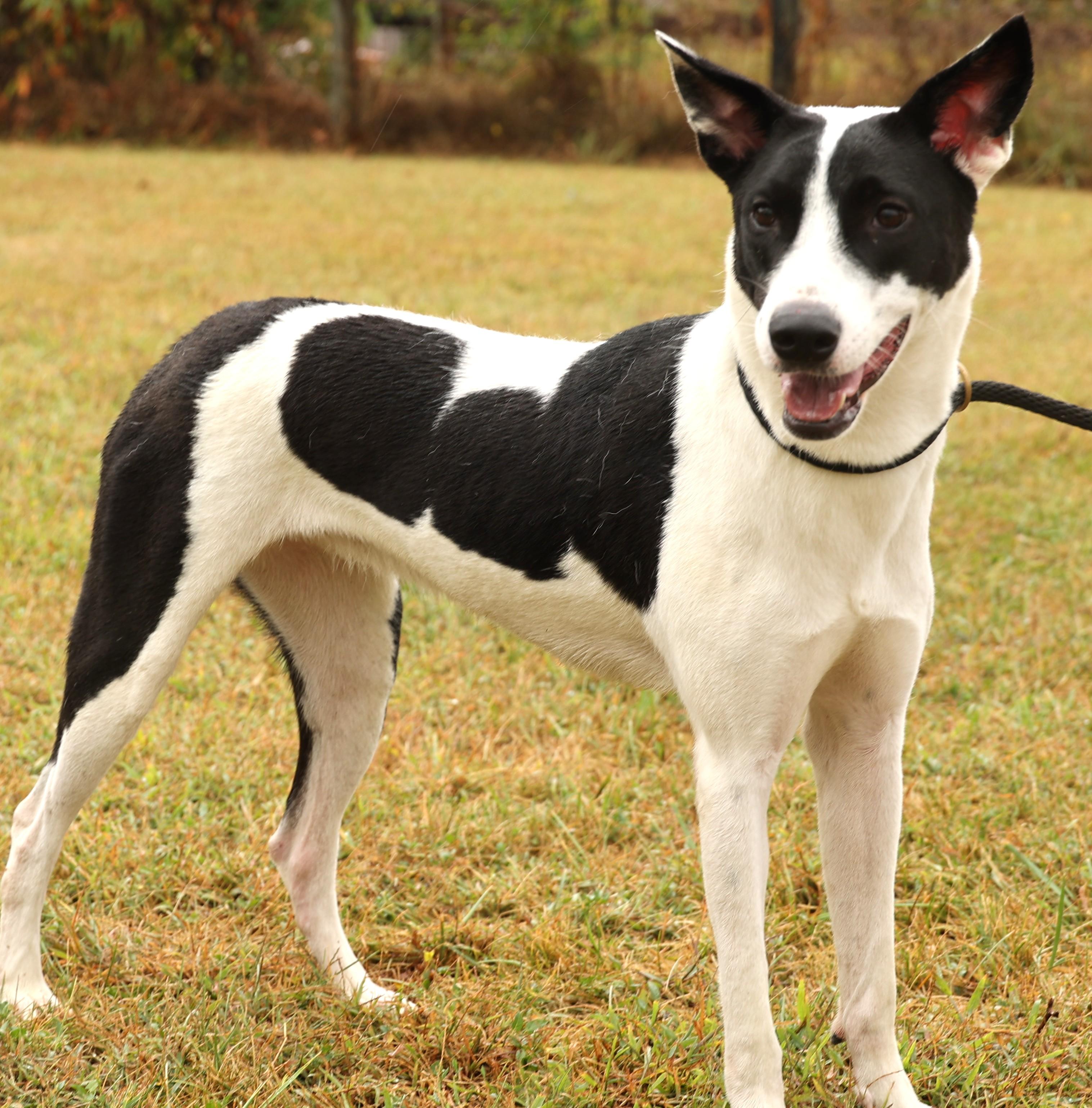 Precious-Available! www.lhar.dog to apply!, an adoptable Hound, Saluki in Frederick, MD, 21703 | Photo Image 3