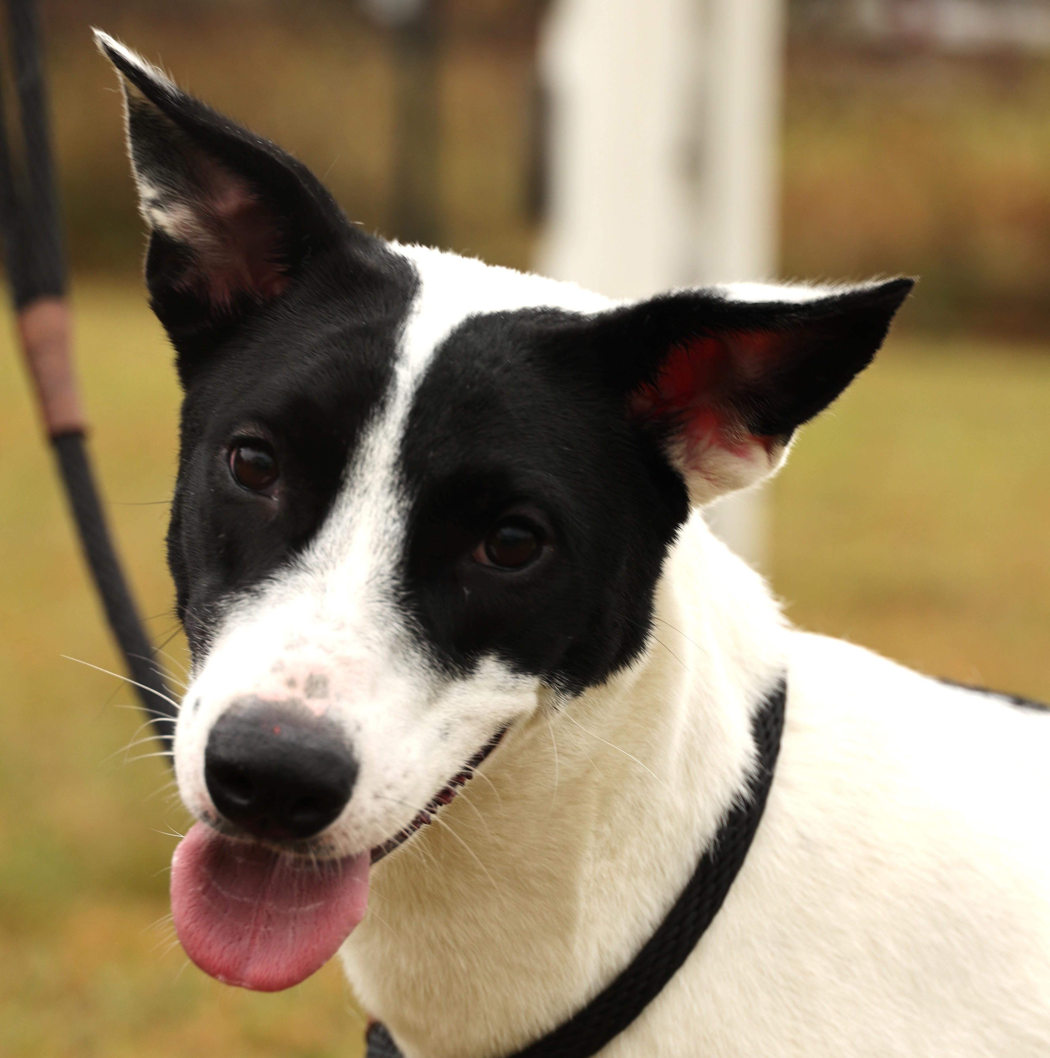 Precious-Available! www.lhar.dog to apply!, a Adoptable mixed breed in Frederick, MD image 5/6