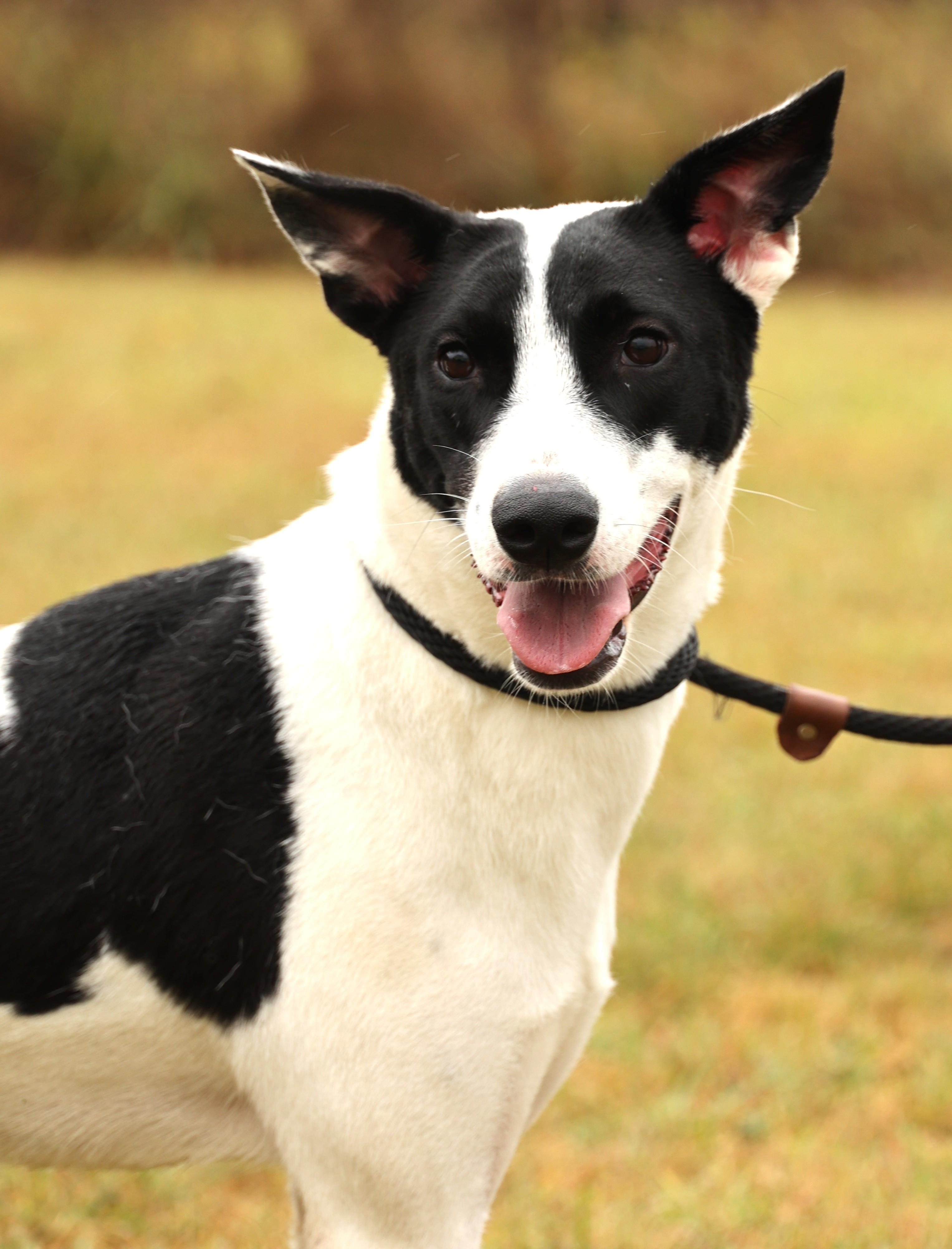 Precious-Available! www.lhar.dog to apply!, a Adoptable mixed breed in Frederick, MD image 6/6