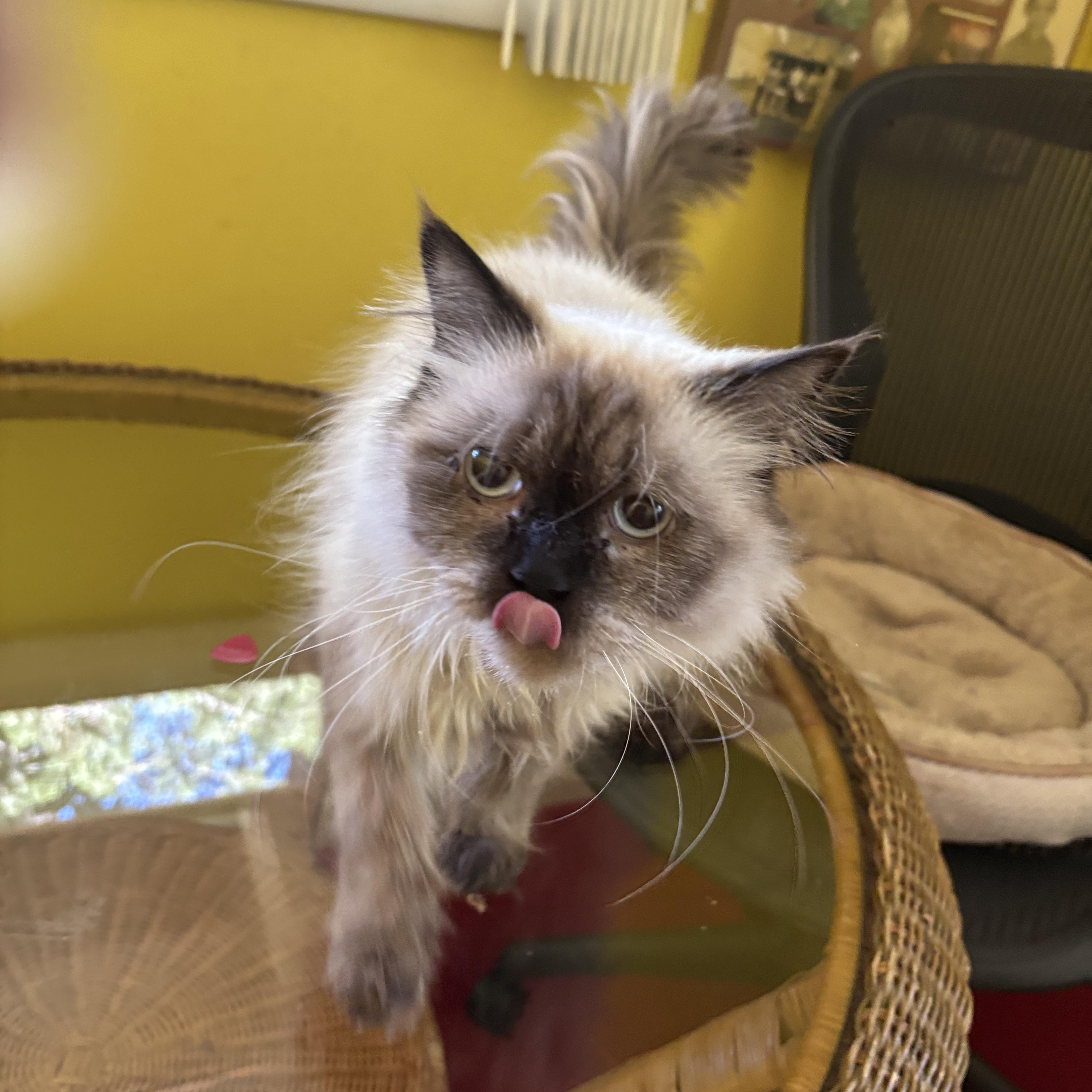Kiara (Himalayan), an adoptable Himalayan in Fairfax, VA image 3/5
