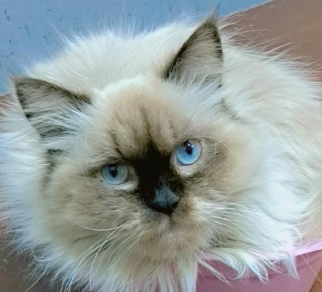 Kiara (Himalayan), adoptable, Adult Female Himalayan.