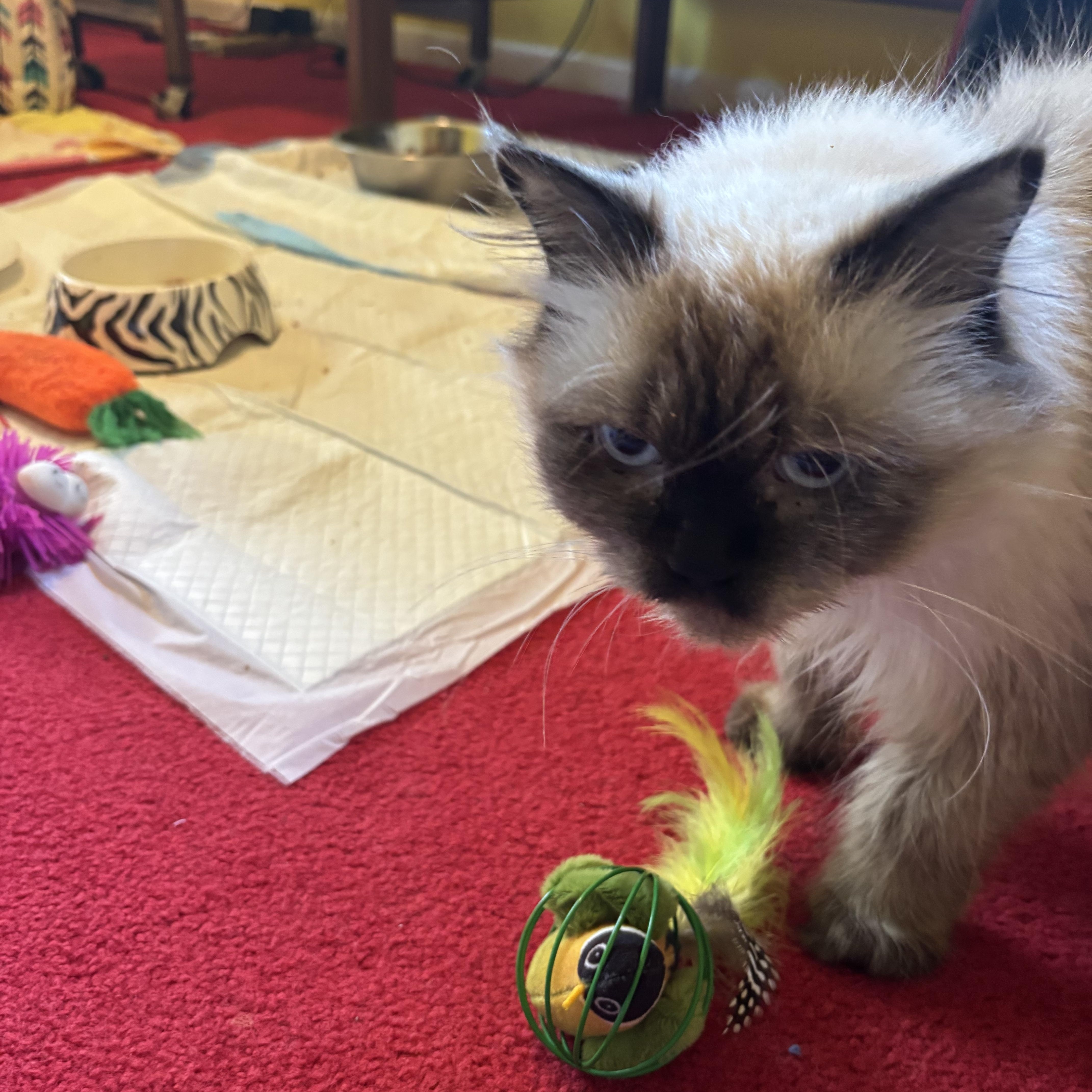 Kiara (Himalayan), an adoptable Himalayan in Fairfax, VA image 4/5