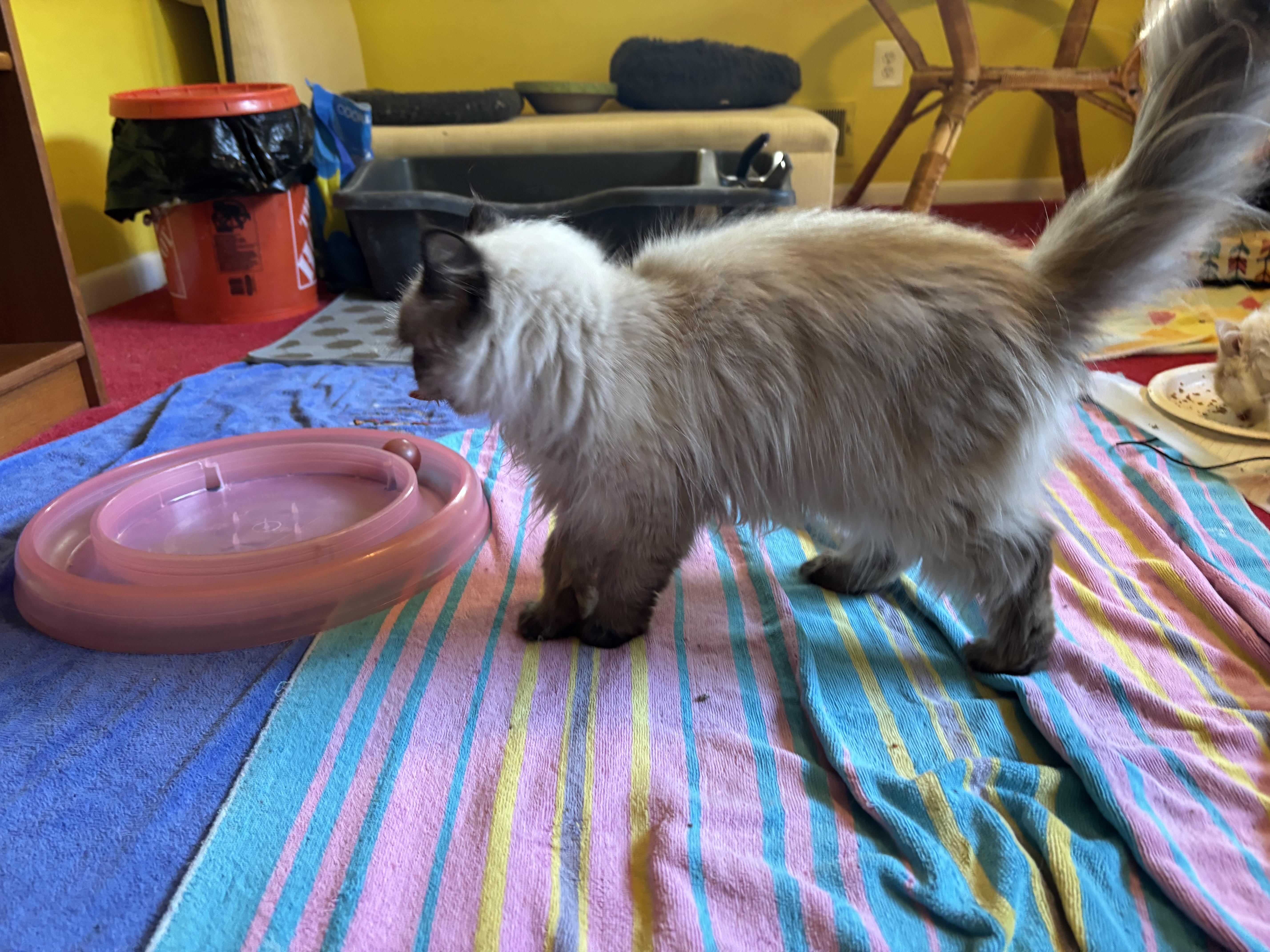 Kiara (Himalayan), an adoptable Himalayan in Fairfax, VA image 5/5
