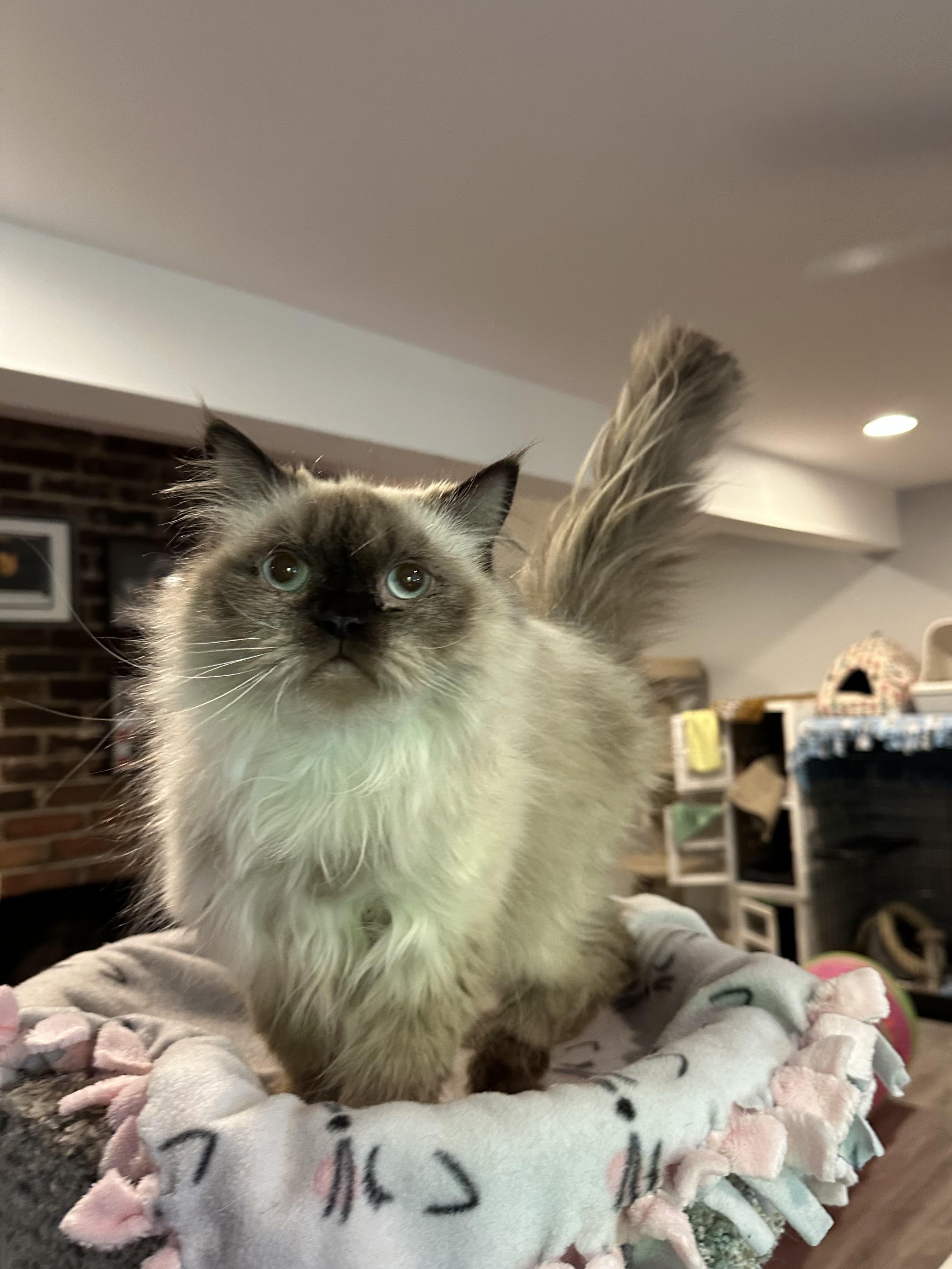 Kiara (Himalayan), an adoptable Himalayan in Fairfax, VA image 2/5
