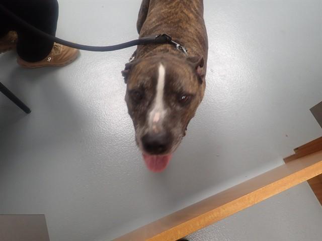 Enlarge ZEUS, a Adoptable Pit Bull Terrier in Saint Cloud, FL image 1/1
