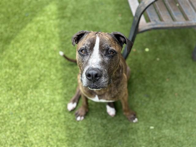 ZIGGY, Adoptable, Adult Male Mixed Breed.