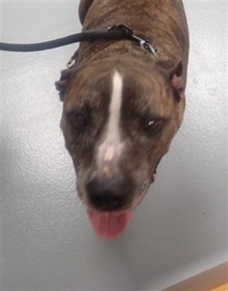 ZEUS, Adoptable, Adult Male Pit Bull Terrier.