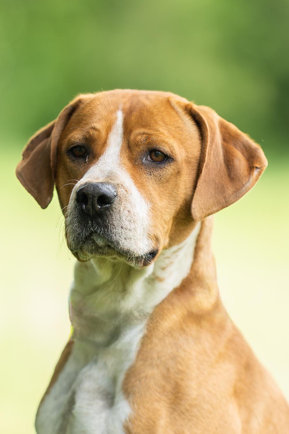 Pudge , a ADOPTABLE mixed breed in Blair, NE image 5/5