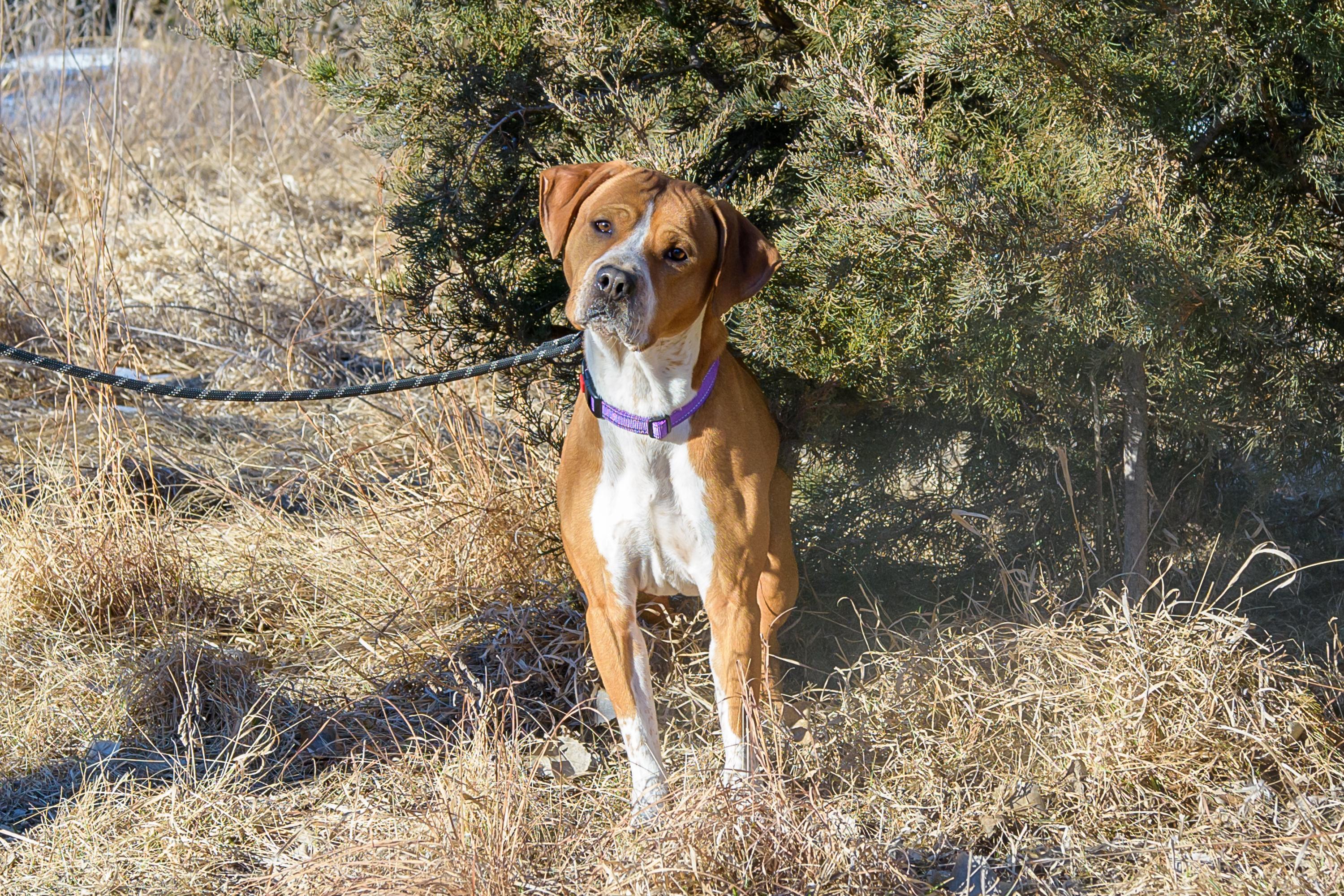 Enlarge Pudge , a ADOPTABLE mixed breed in Blair, NE image 4/6