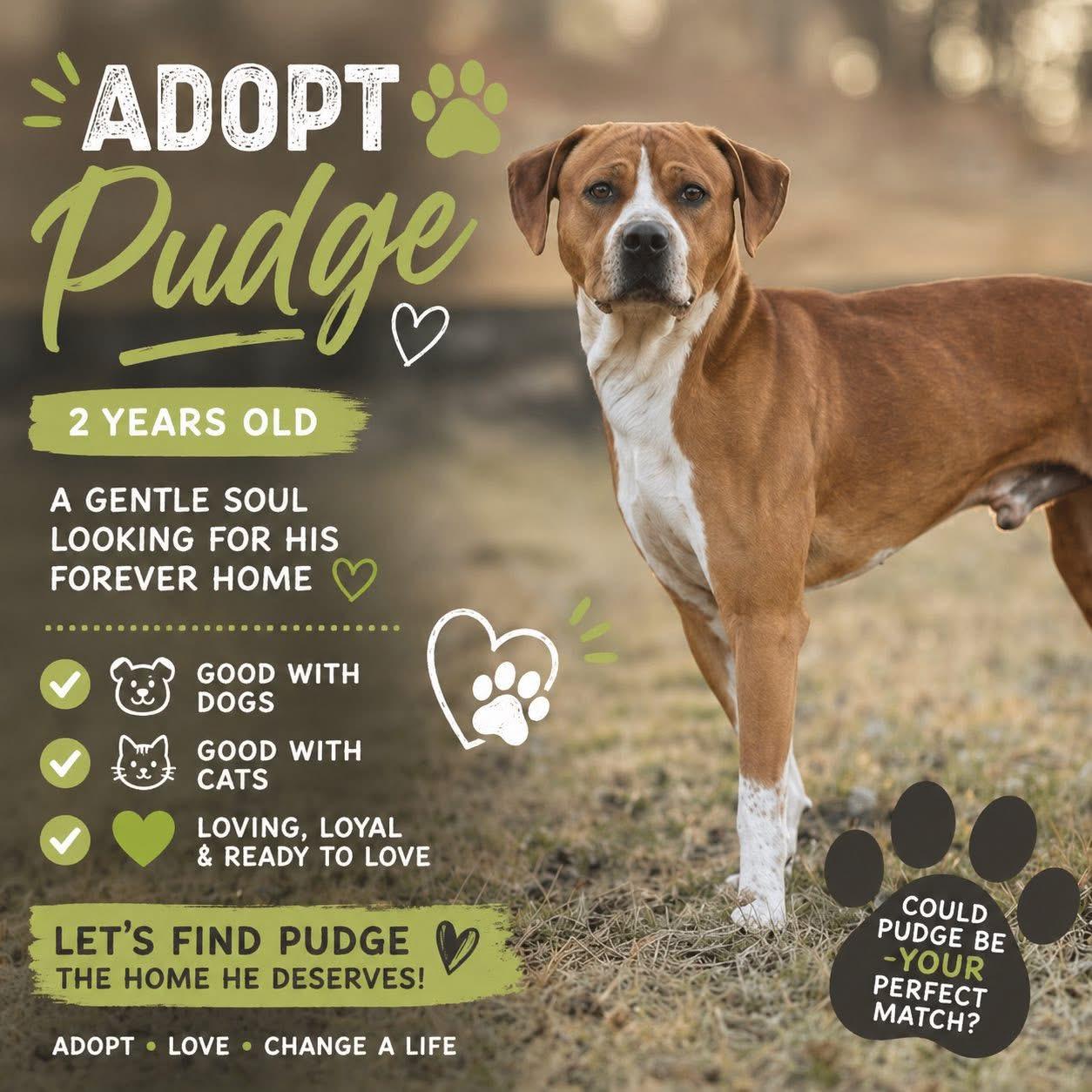 Pudge , a ADOPTABLE mixed breed in Blair, NE image 3/5