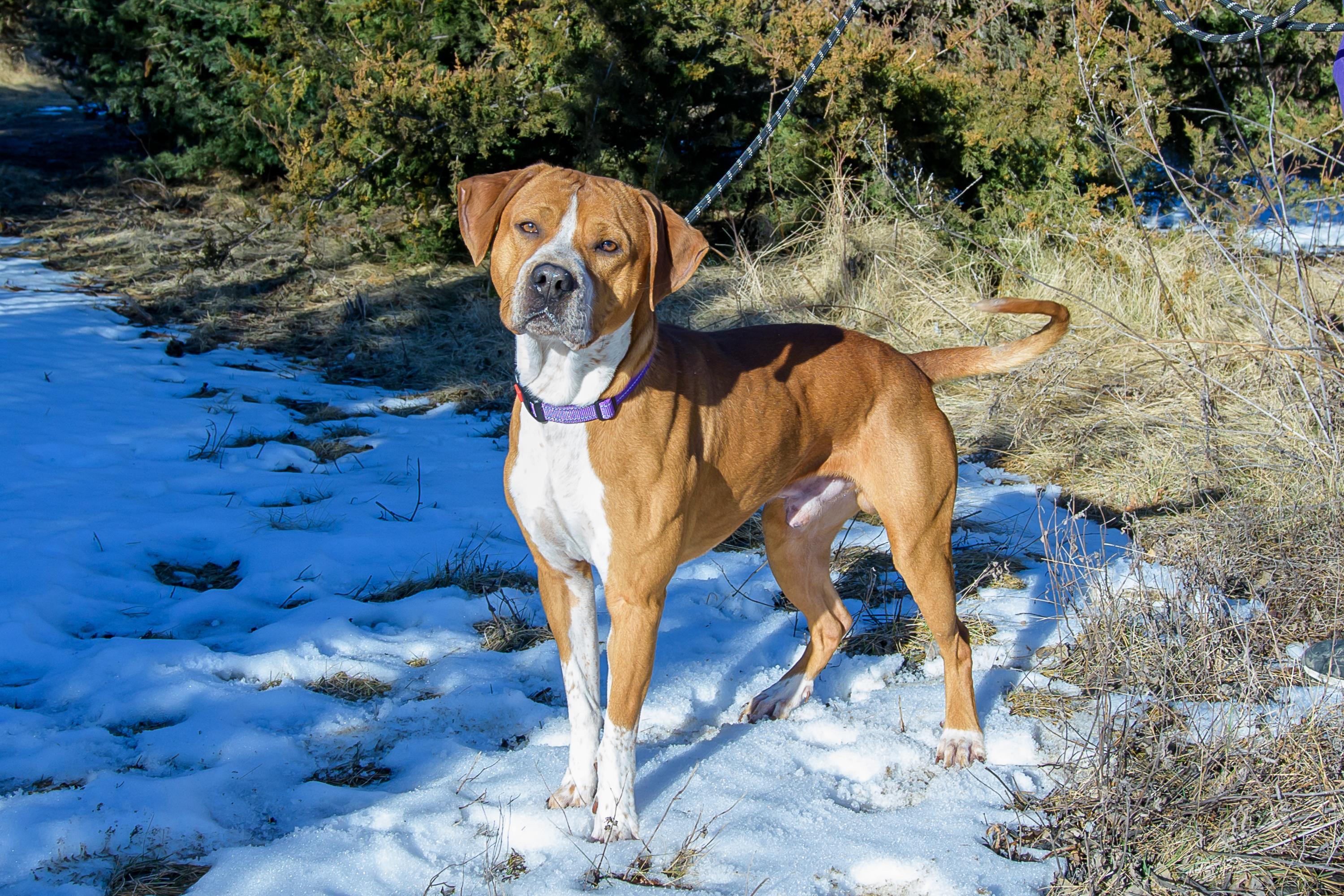 Enlarge Pudge , a ADOPTABLE mixed breed in Blair, NE image 5/6