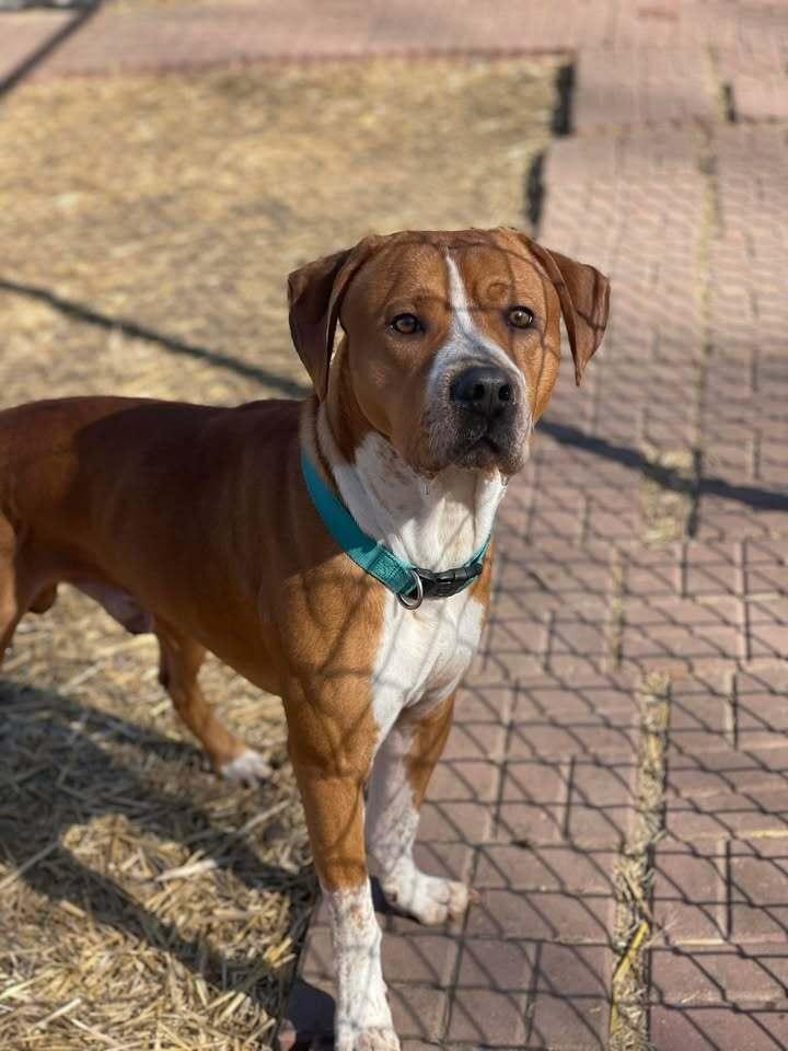 Enlarge Pudge , a ADOPTABLE mixed breed in Blair, NE image 1/1