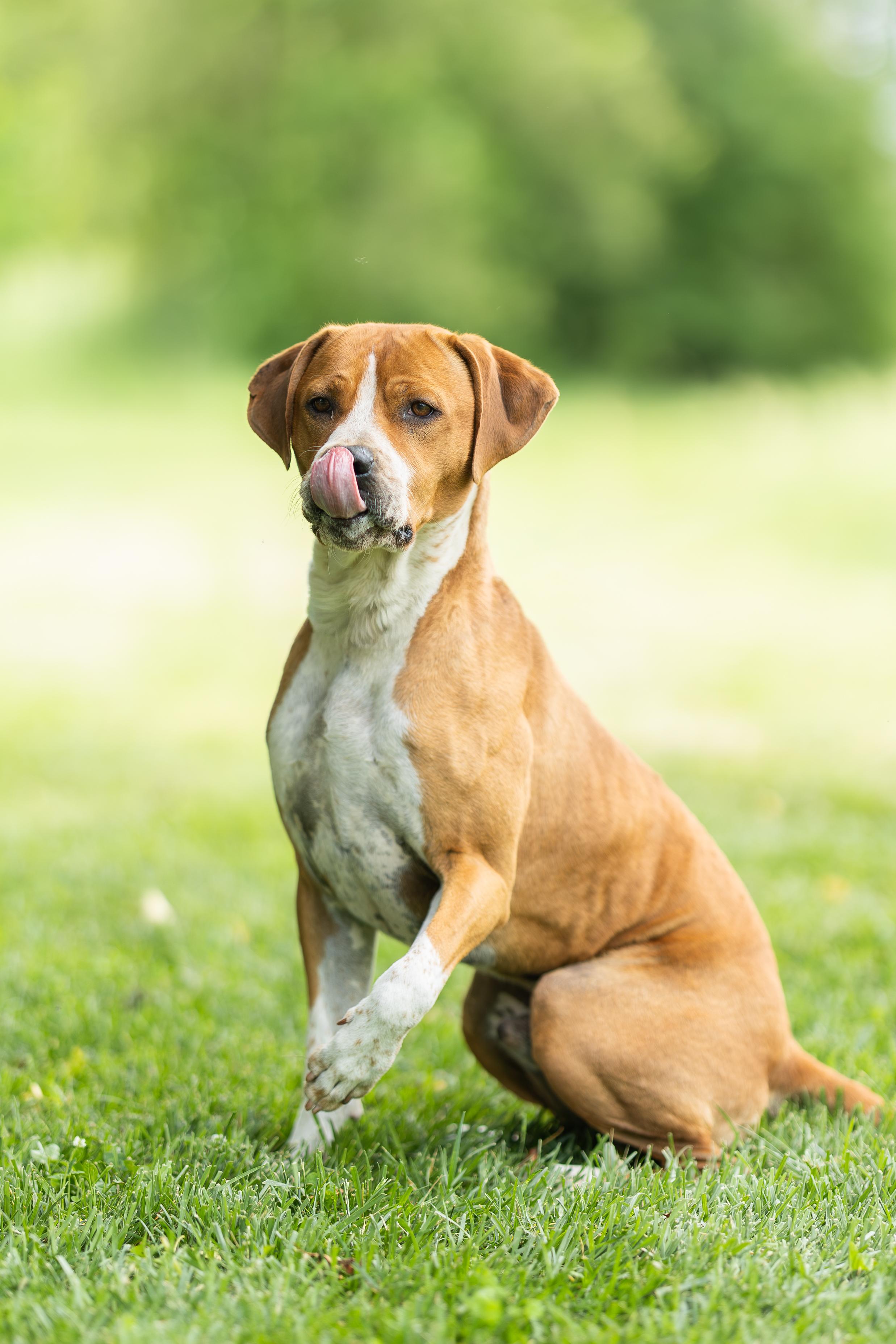 Pudge , a ADOPTABLE mixed breed in Blair, NE image 4/5