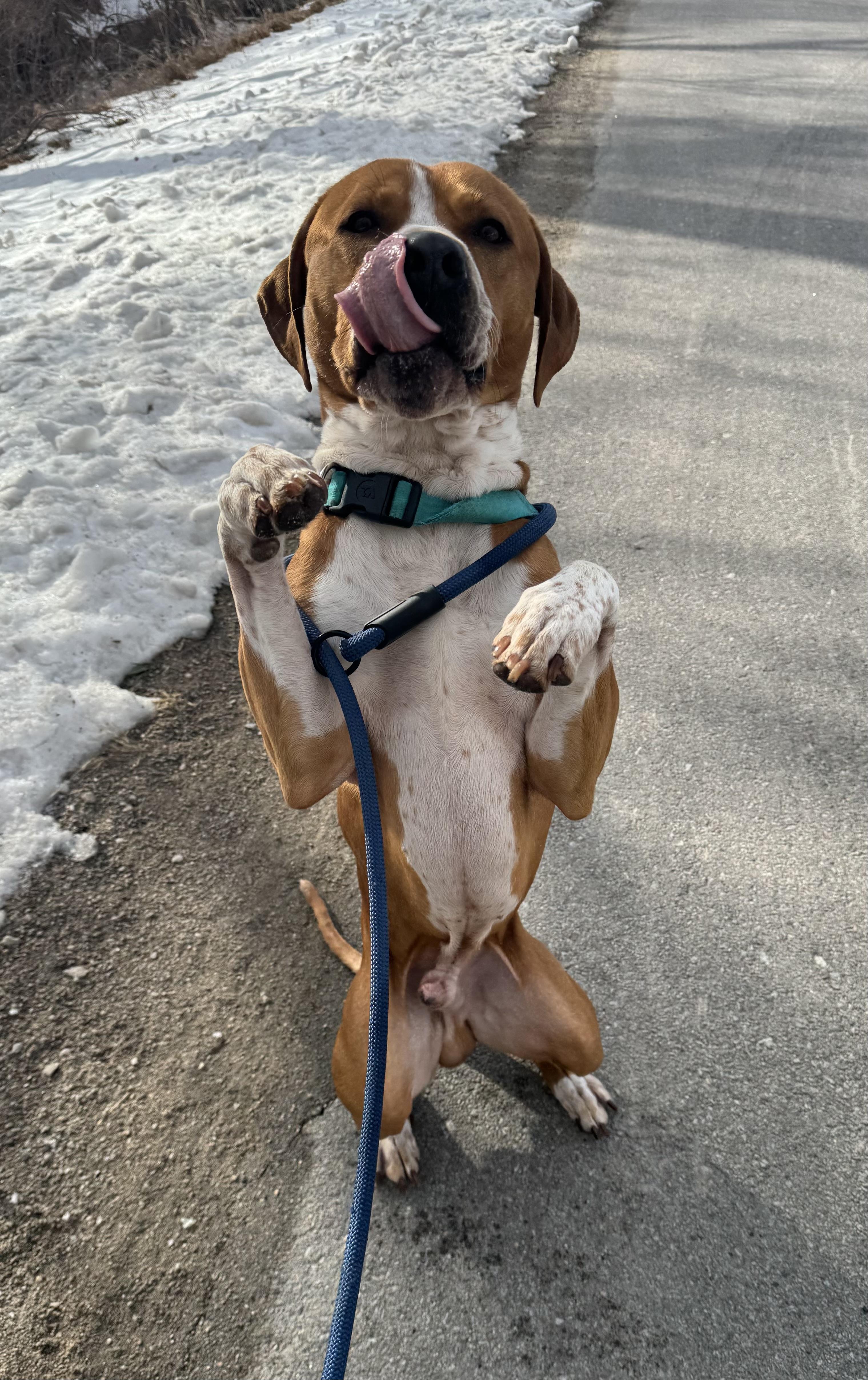 Enlarge Pudge , a ADOPTABLE mixed breed in Blair, NE image 3/6