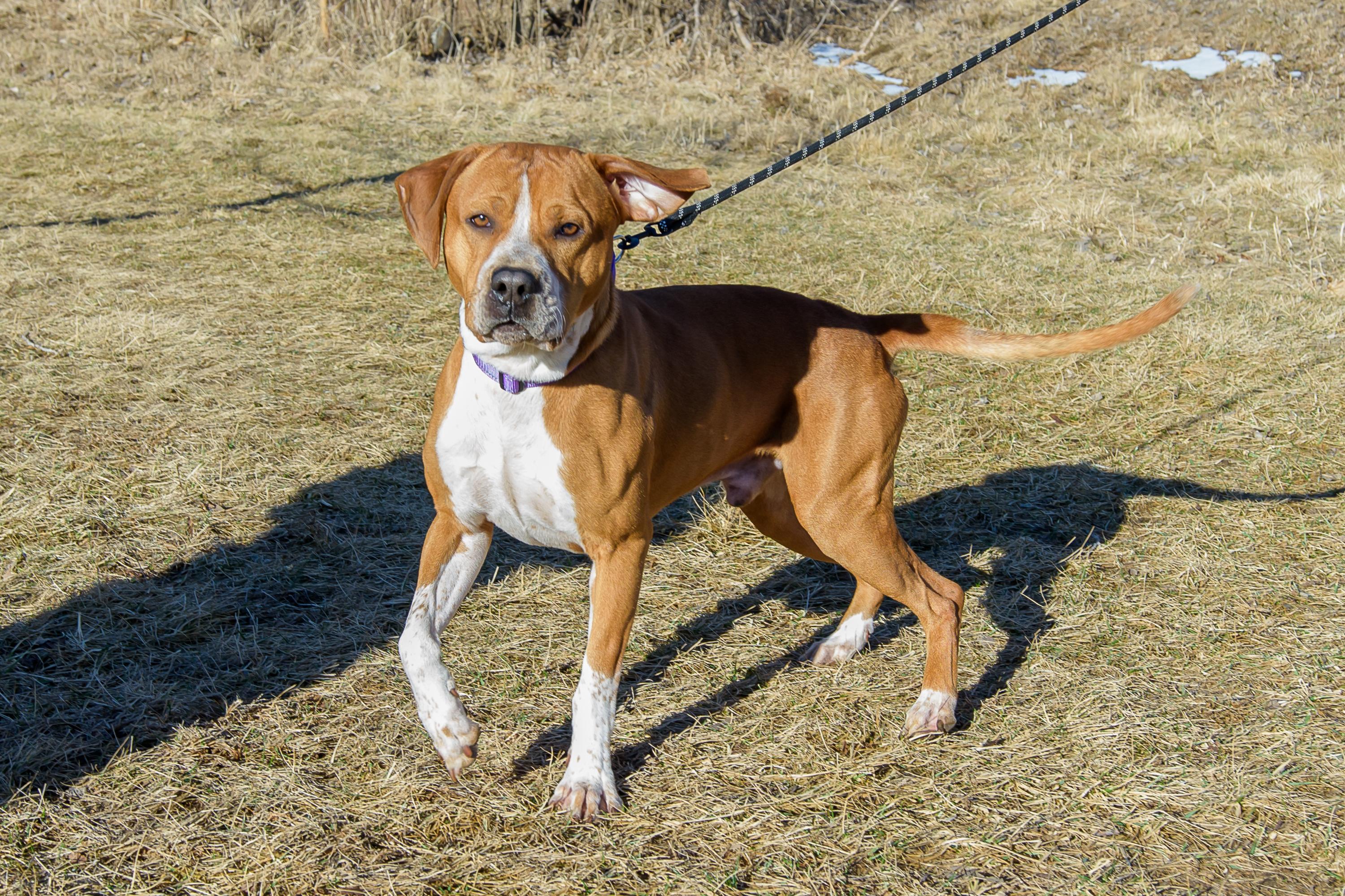 Enlarge Pudge , a ADOPTABLE mixed breed in Blair, NE image 6/6