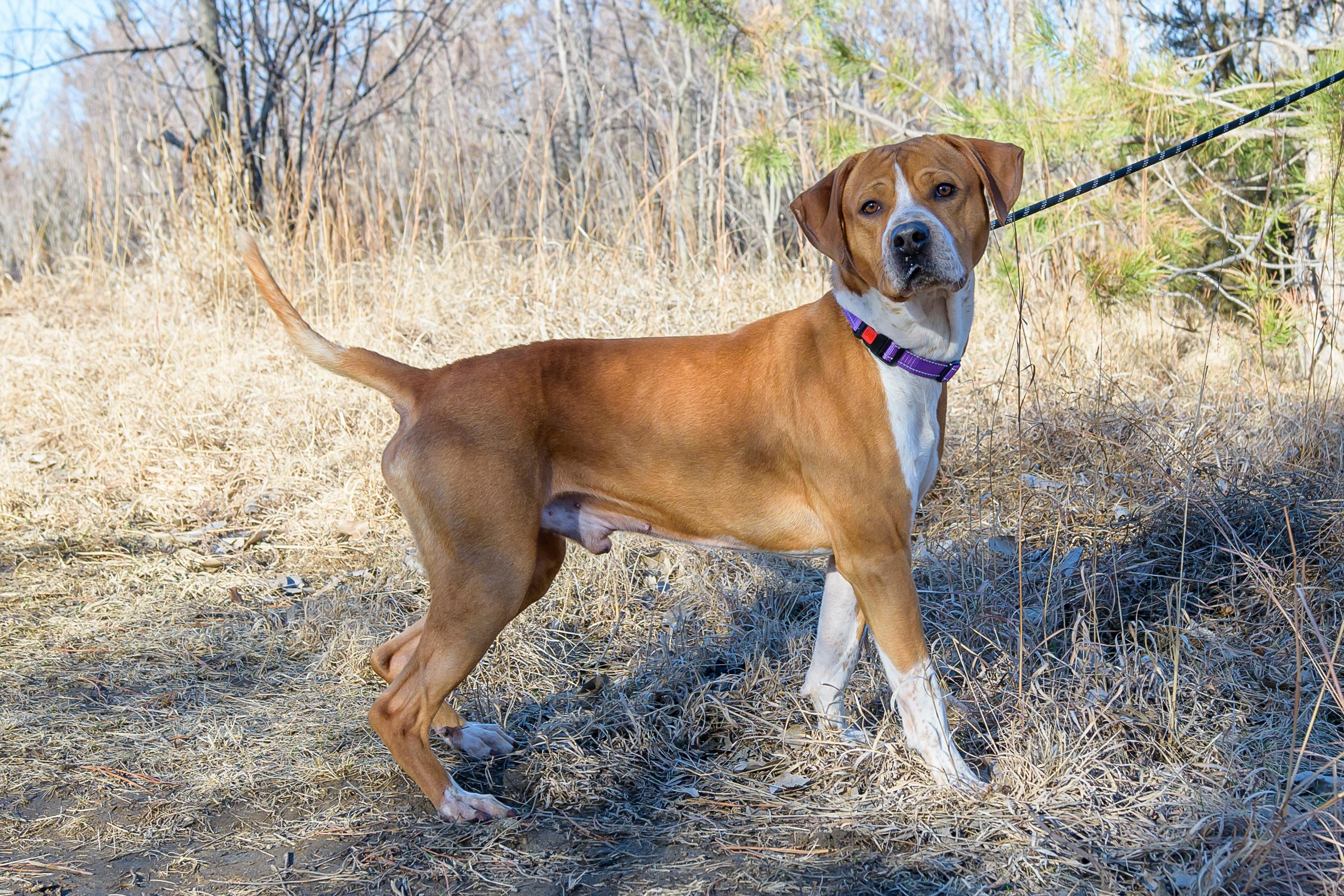 Enlarge Pudge , a ADOPTABLE mixed breed in Blair, NE image 2/6