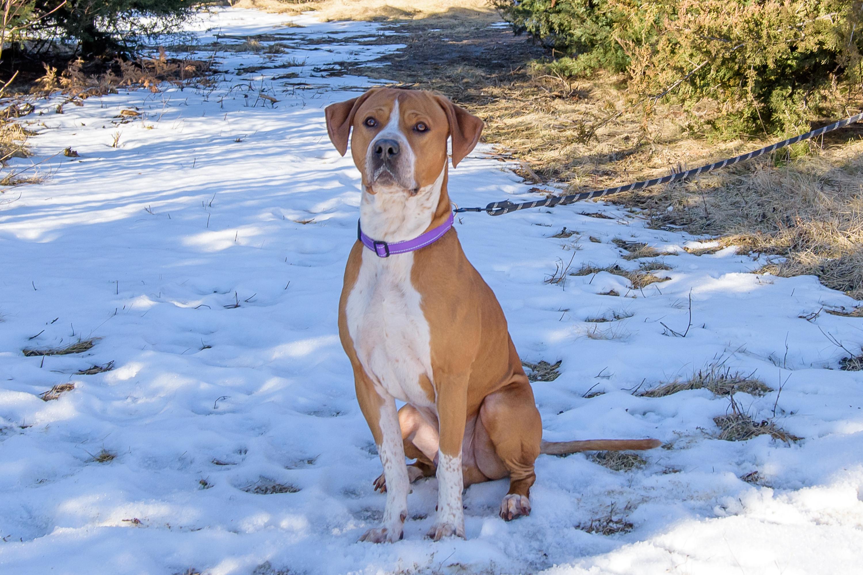 Pudge , ADOPTABLE, Adult Male Mixed Breed.