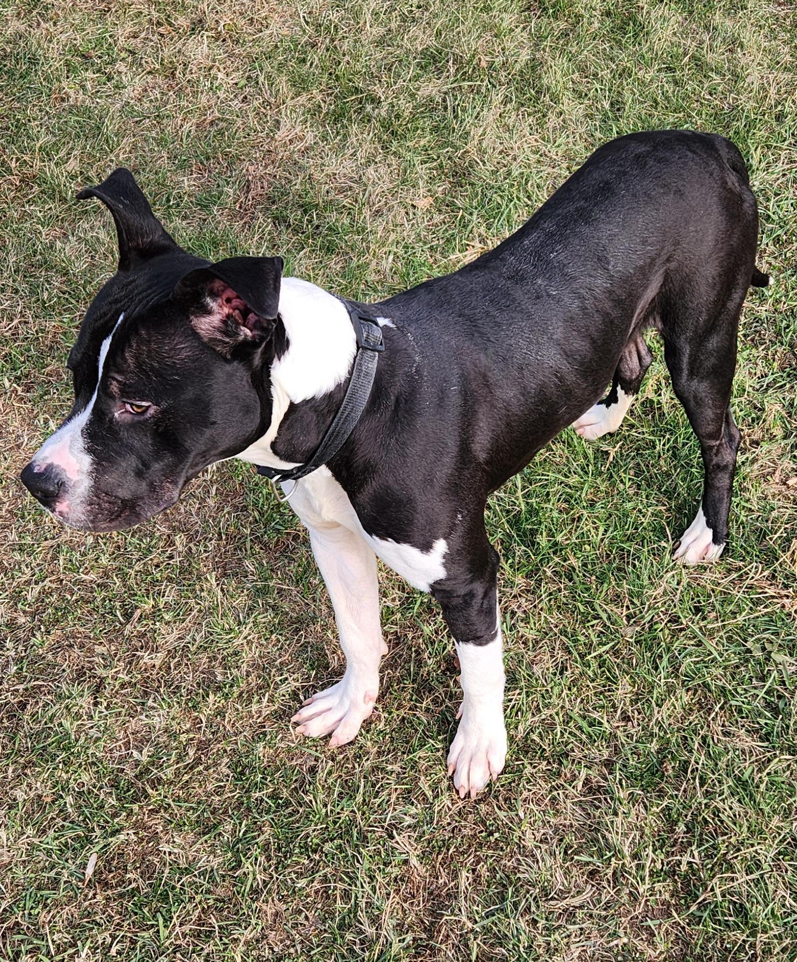 Porter — thumbnail 2