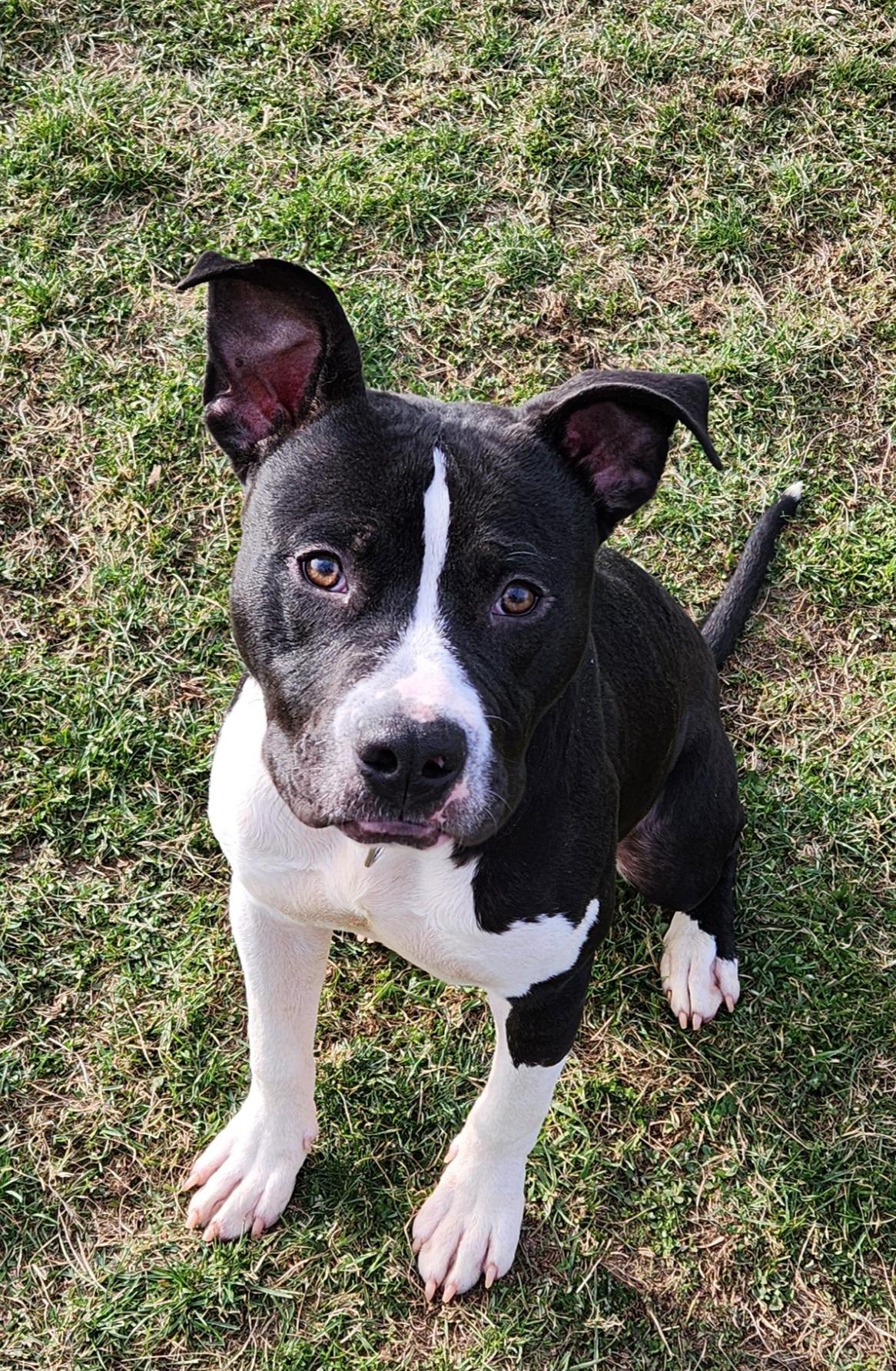 Porter — thumbnail 3