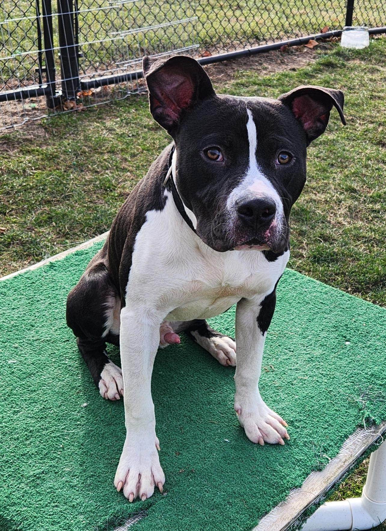 Porter — thumbnail 4