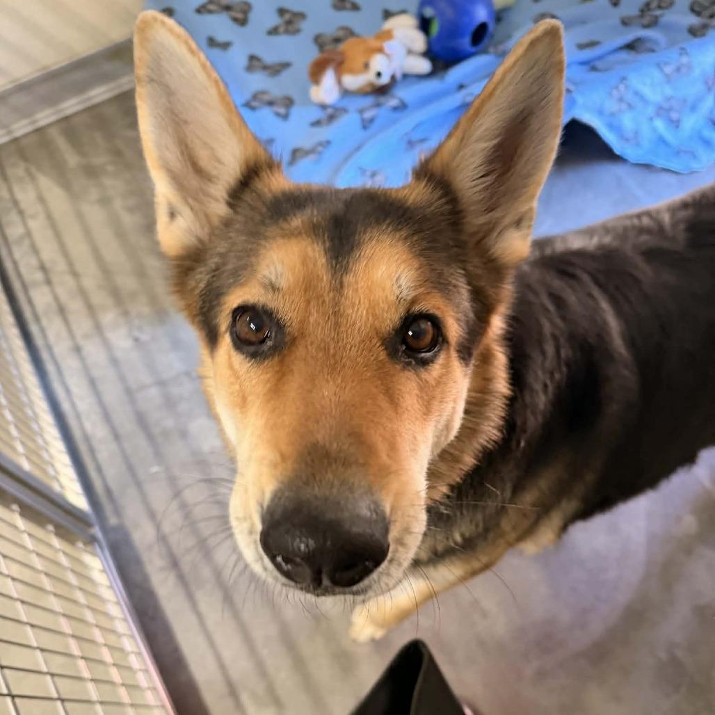 Dottie, Adoptable, Adult Female German Shepherd Dog.