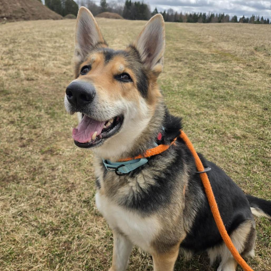 Enlarge Dottie, a Adoptable German Shepherd Dog in Park Falls, WI image 2/4