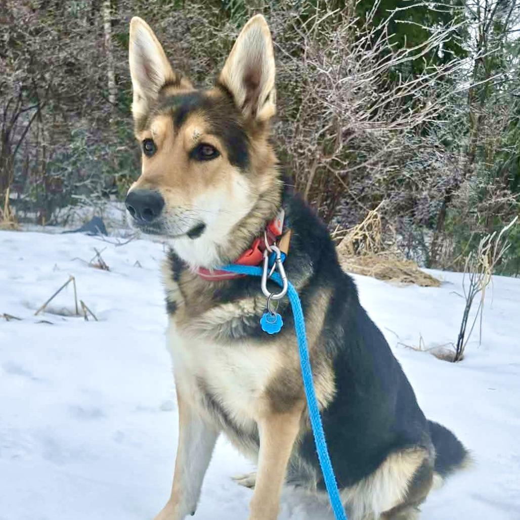Enlarge Dottie, a Adoptable German Shepherd Dog in Park Falls, WI image 3/4