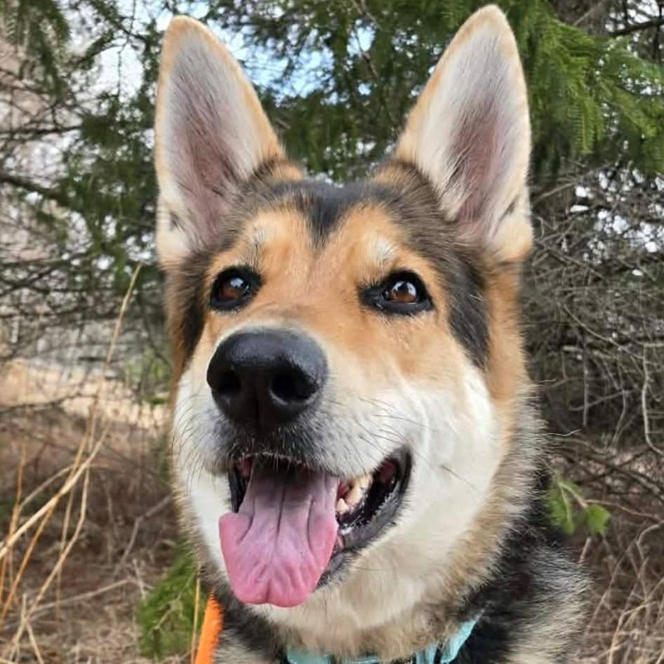 Enlarge Dottie, a Adoptable German Shepherd Dog in Park Falls, WI image 4/4