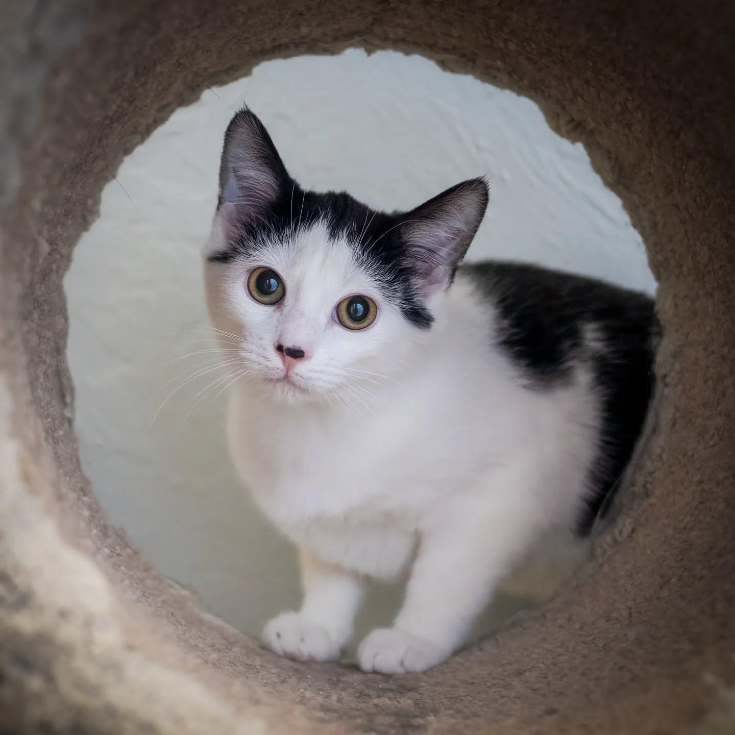 Enlarge Sophia (VERY shy older kitten. Project kitten! Loves other cats), a Adoptable Domestic Short Hair in HANSON, MA image 1/4